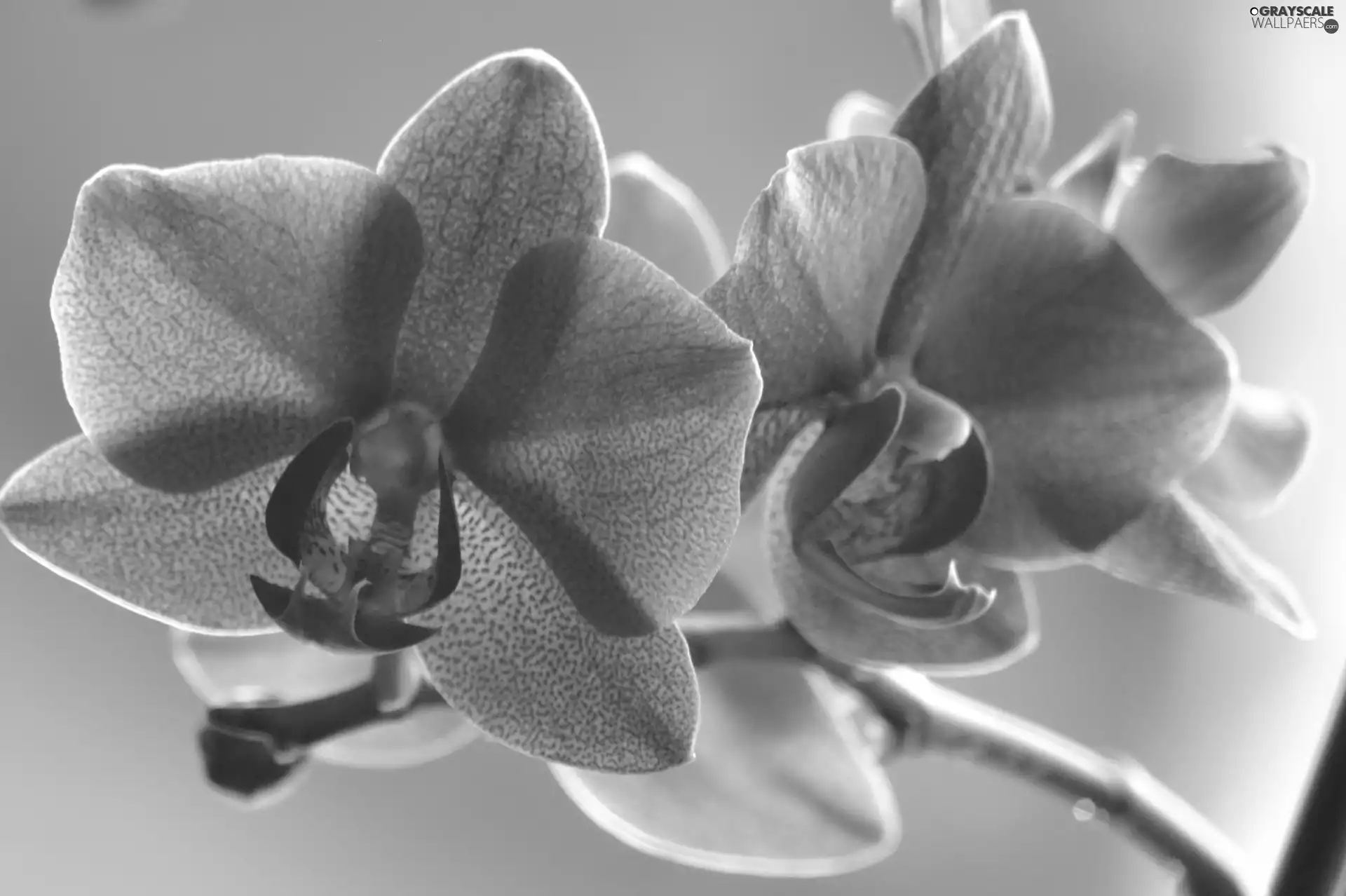 twig, orchid