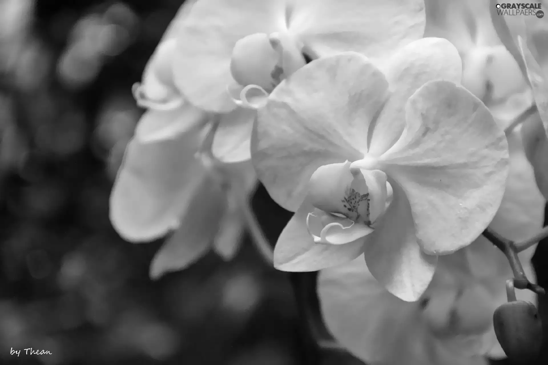 orchid, orchid, White