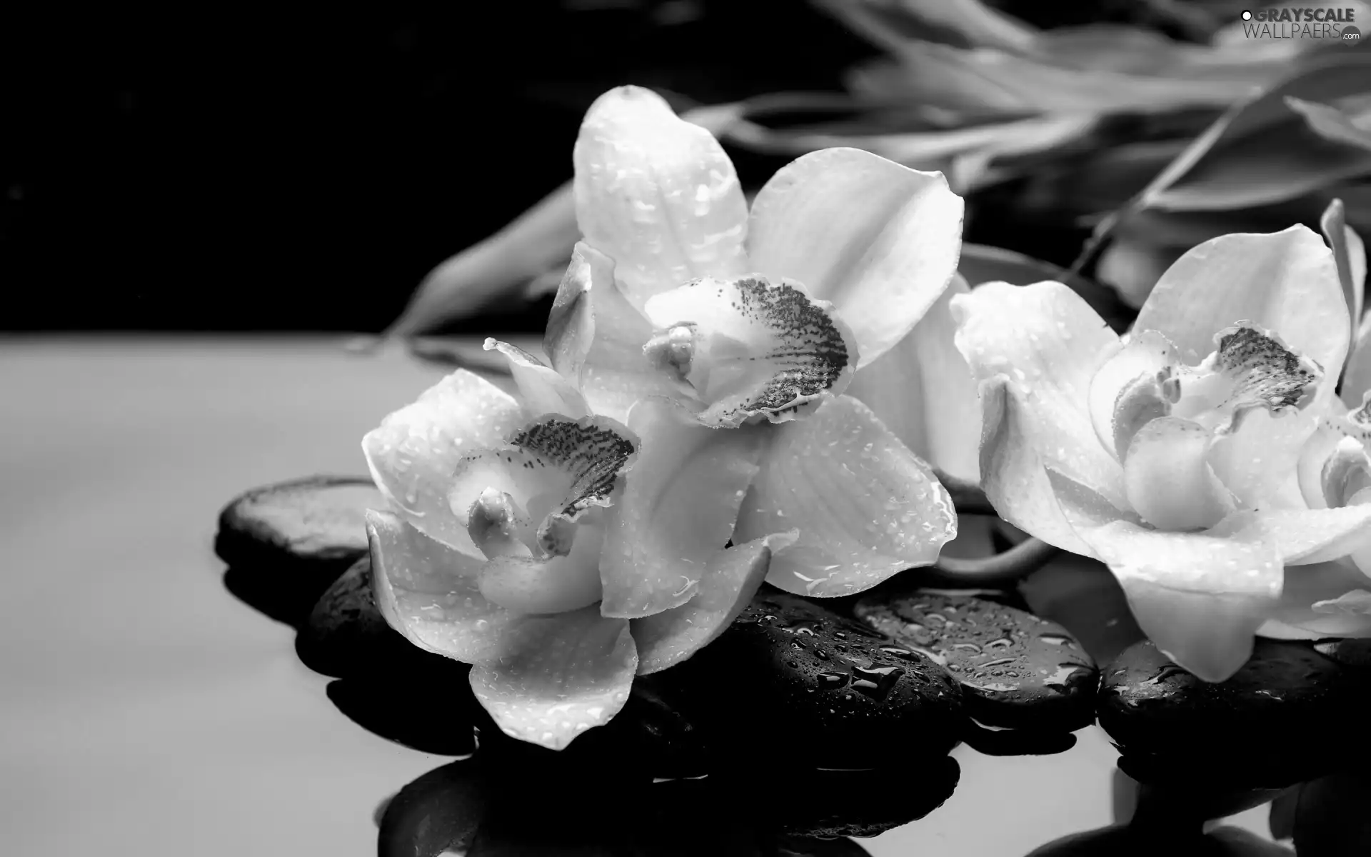 Yellow, orchid