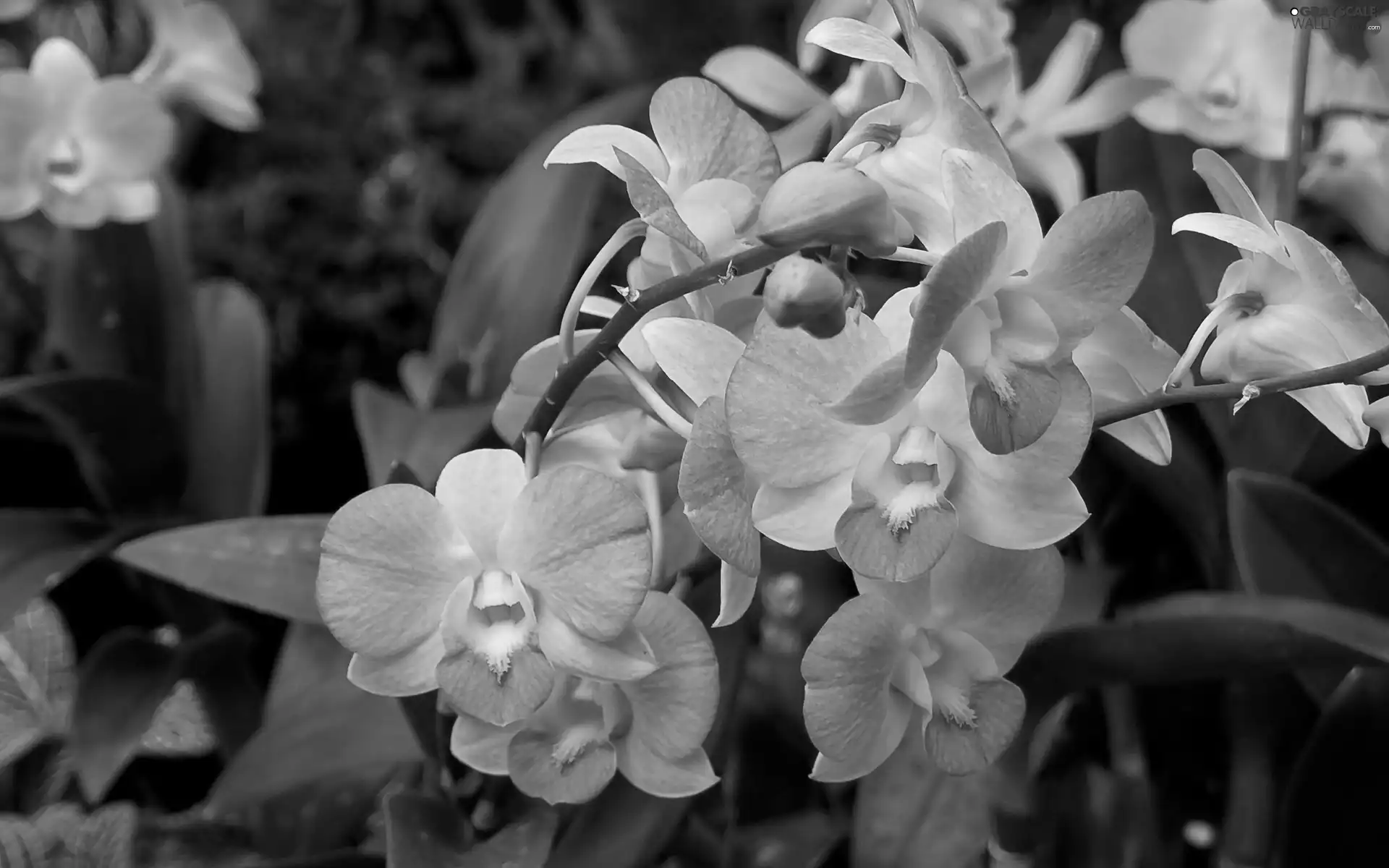 Blue, orchids