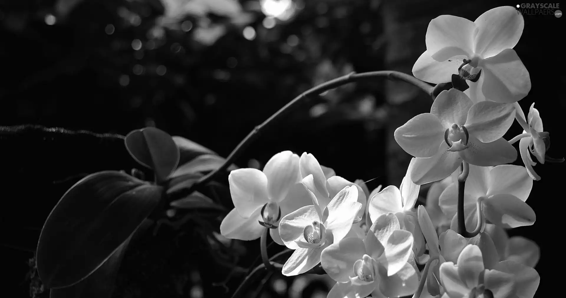 Flowers, orchids