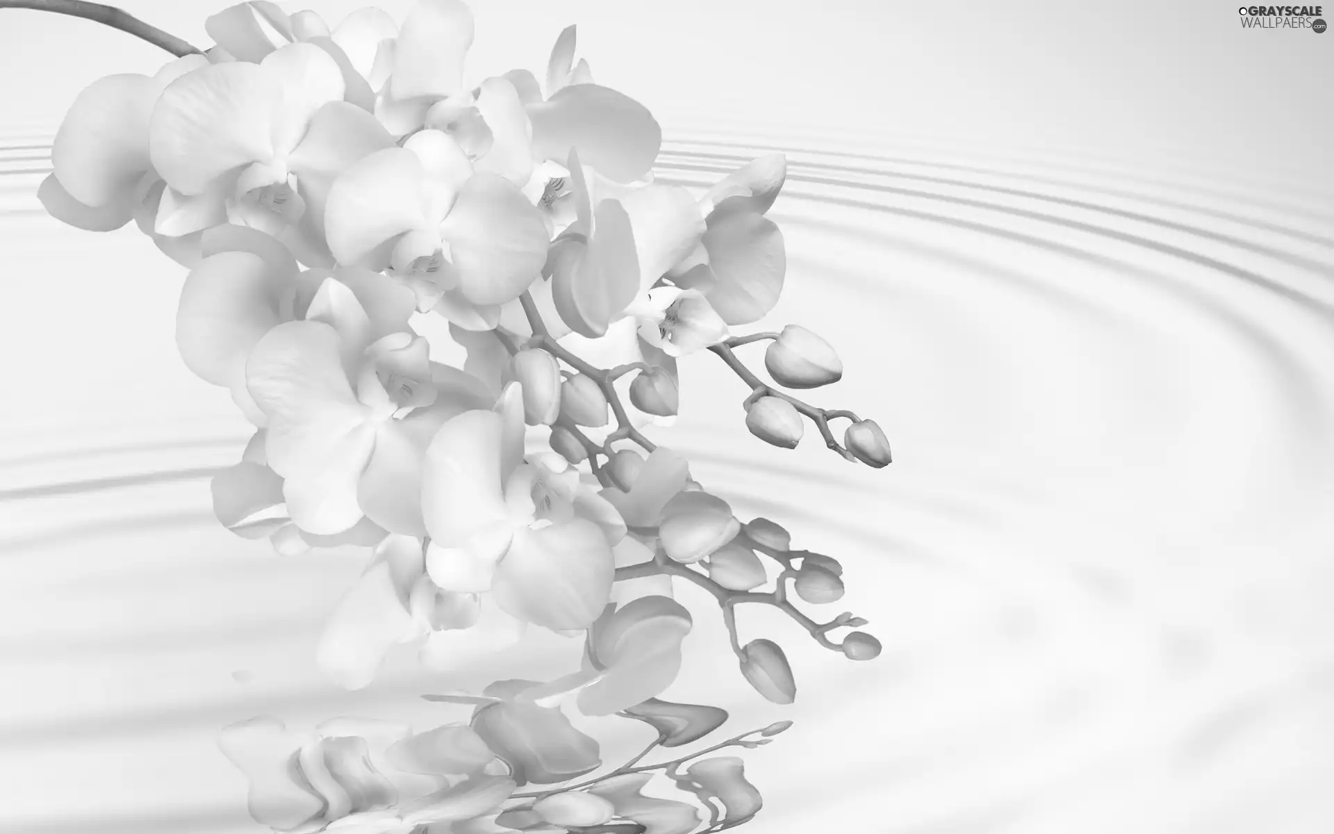 White, orchids