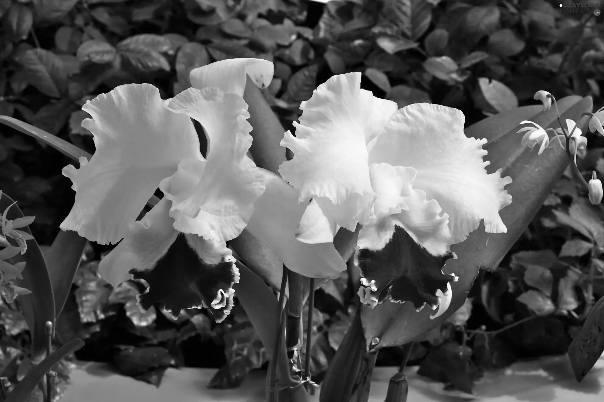 White, orchids