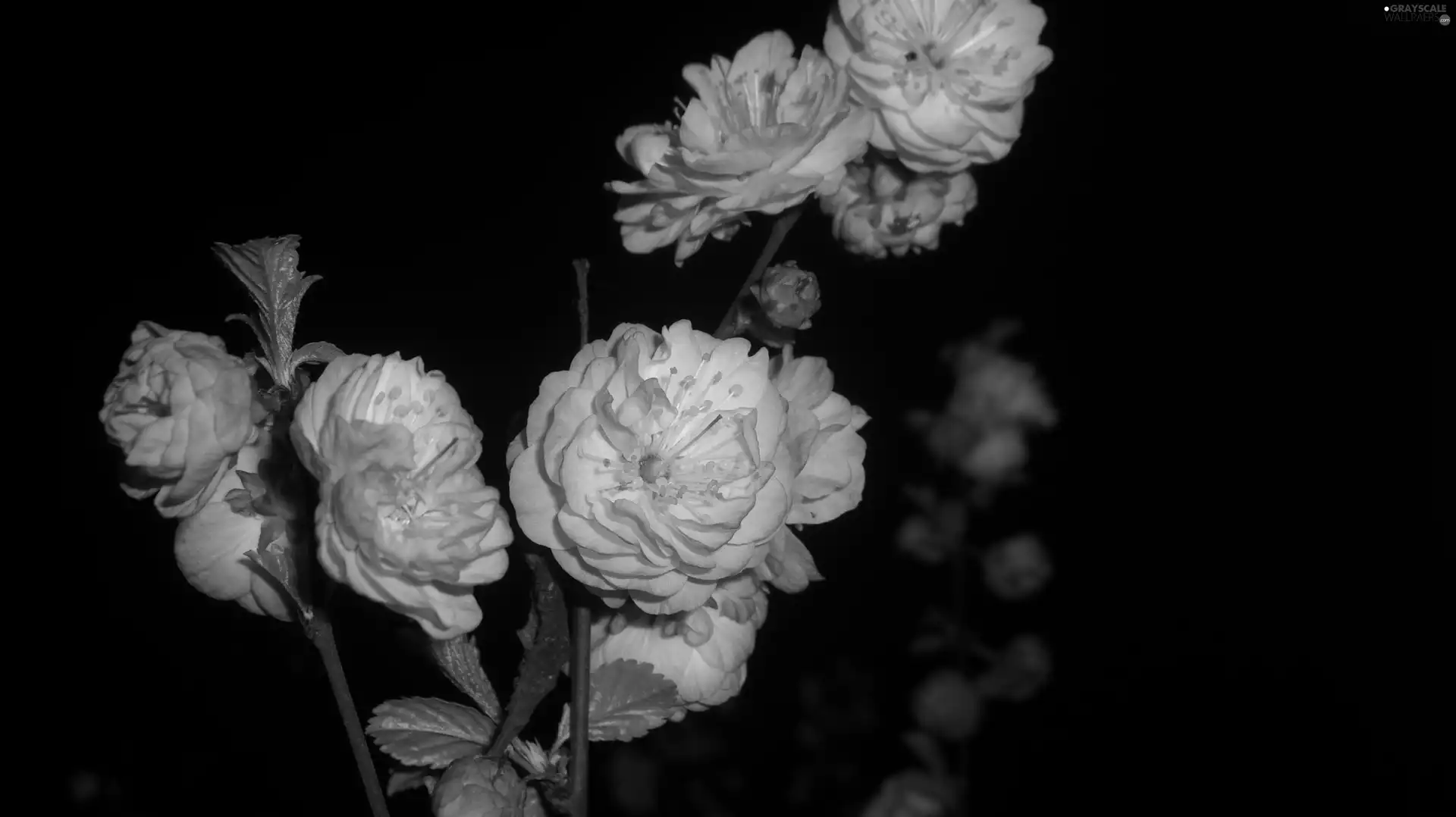 ornamental, Pink, Flowers, sapling, tonsil