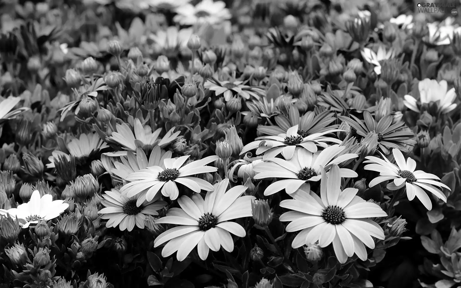 purple, Osteospermum, African Daisies, Flowers