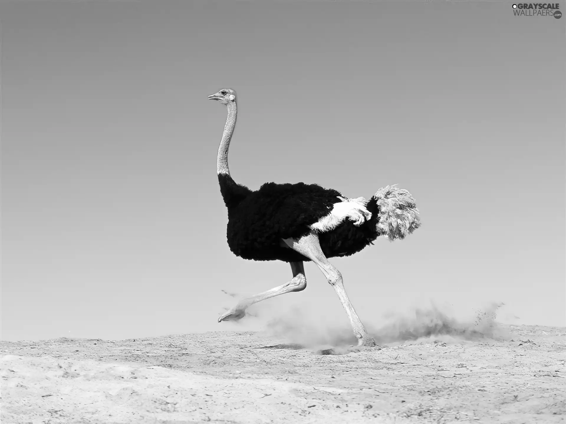 ostrich, Sand