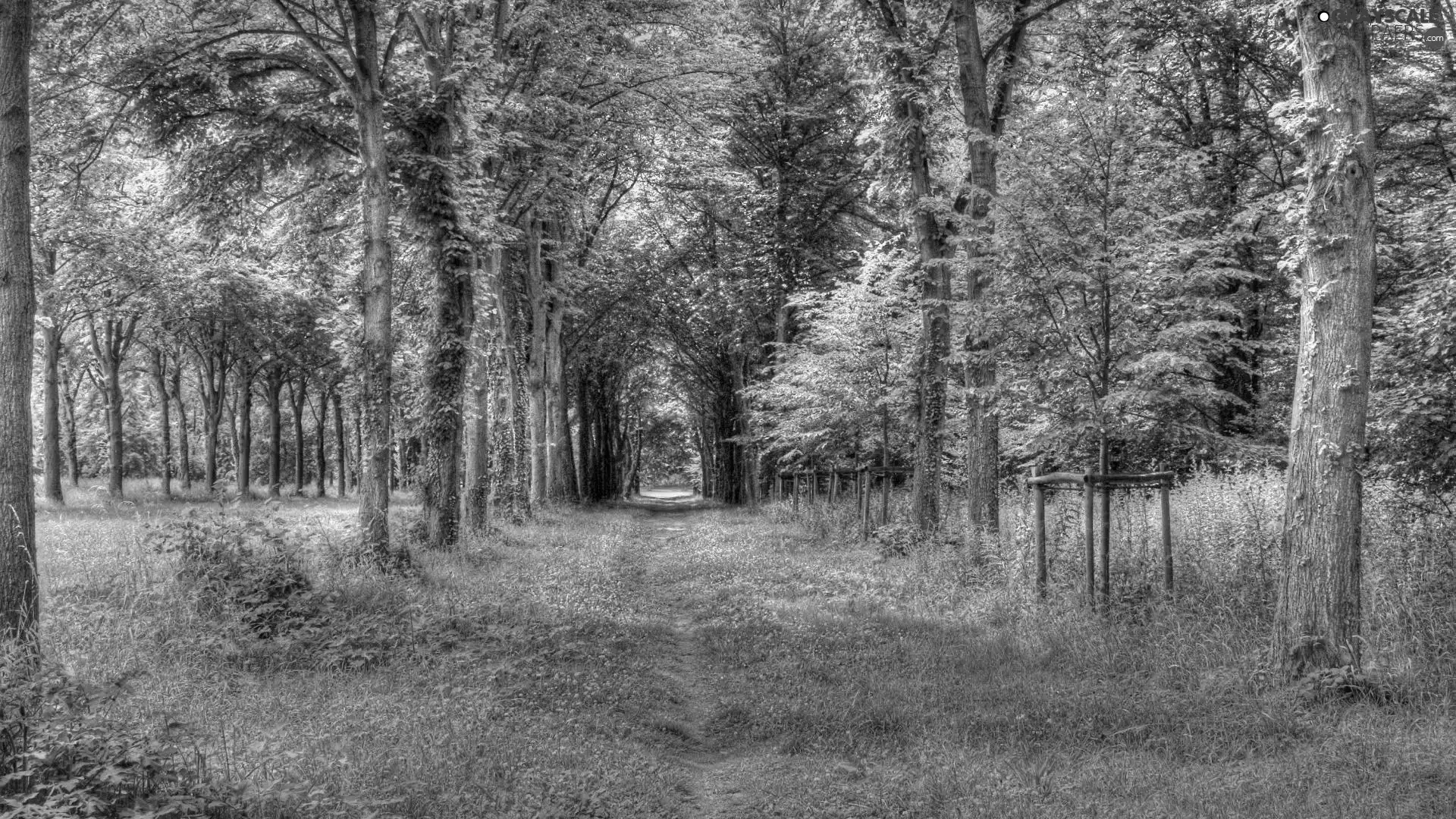 overgrown, Path, trees, viewes, forest