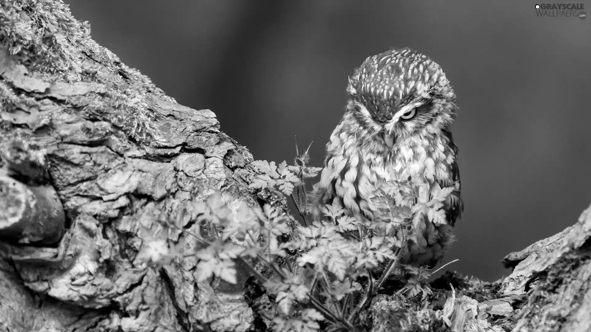 owl