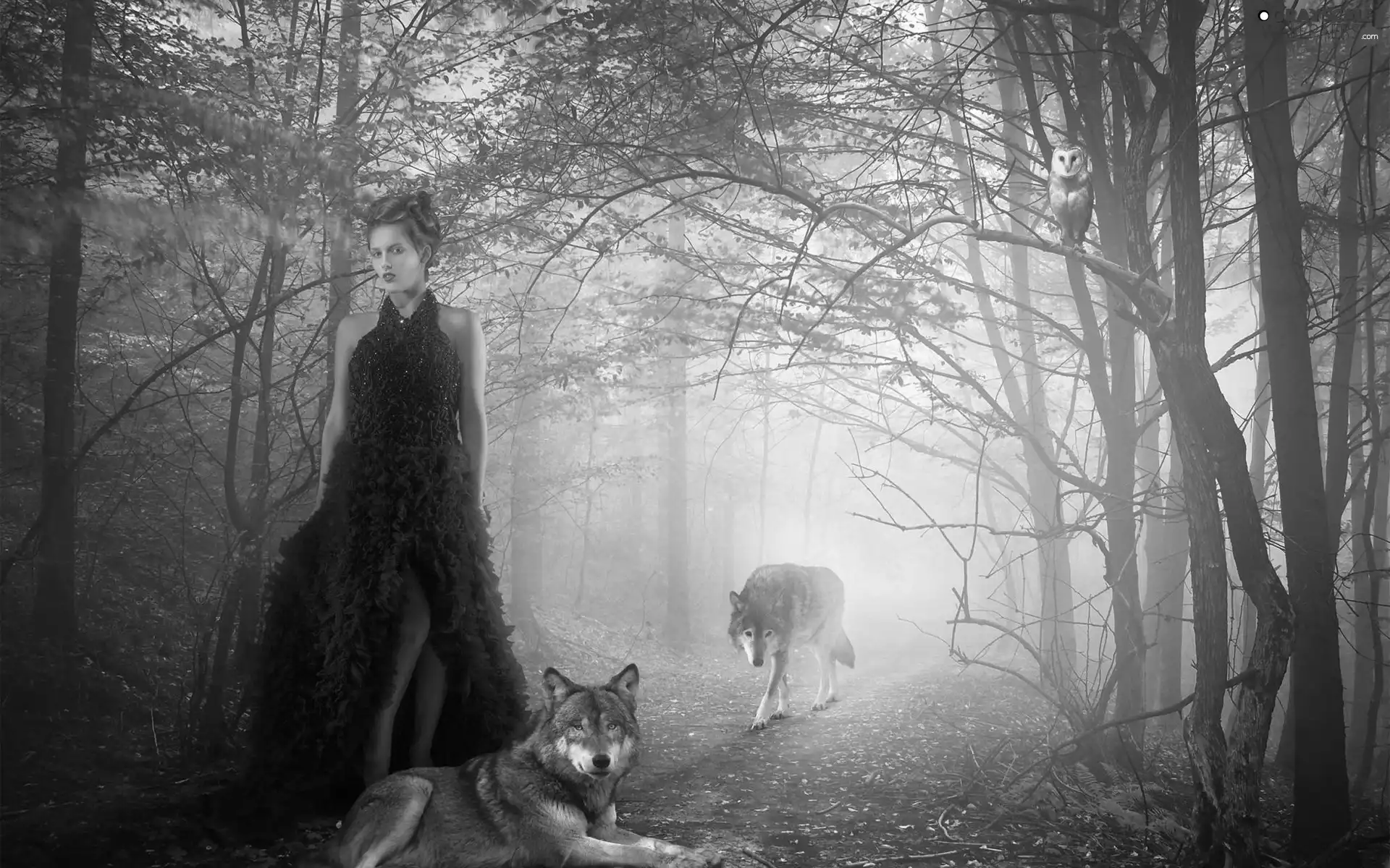 owl, Fog, forest, wolves, Women