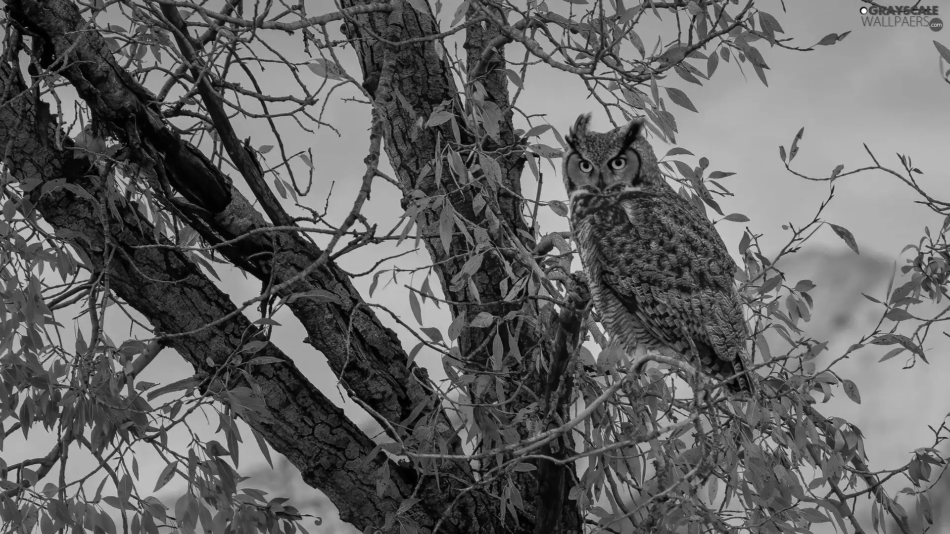 trees, owl, Great Horned Owl
