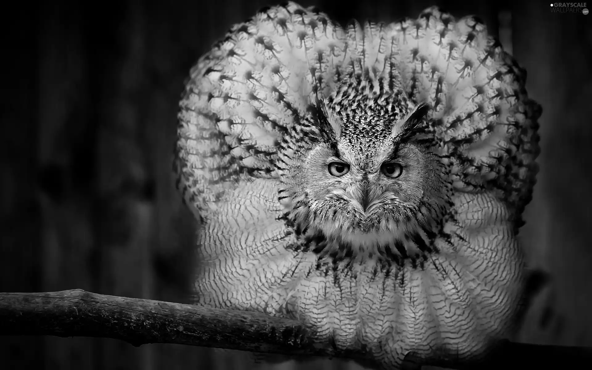 eagle-owl, Bird, owl