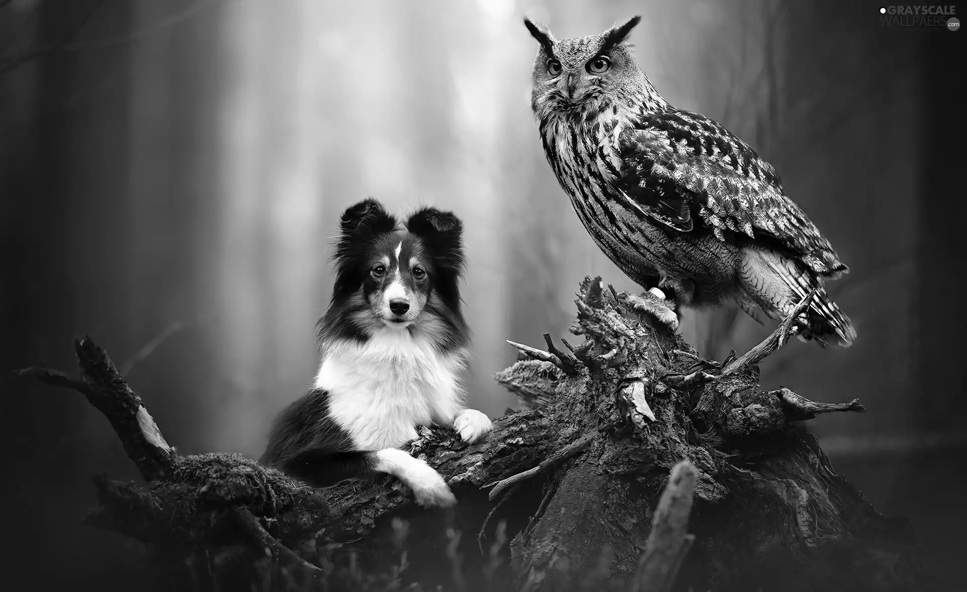 dog, Eurasian Eagle-Owl, root, owl