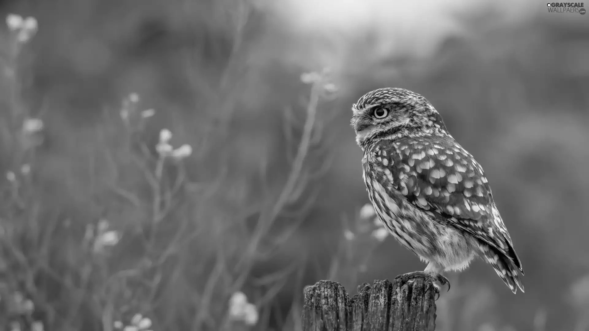Flowers, blur, Little Owl, stump, owl