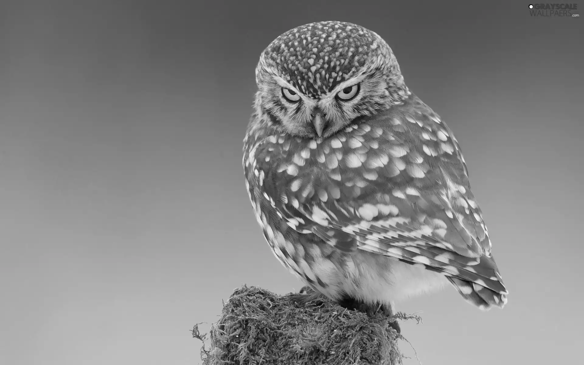 Little Owl, small, owl