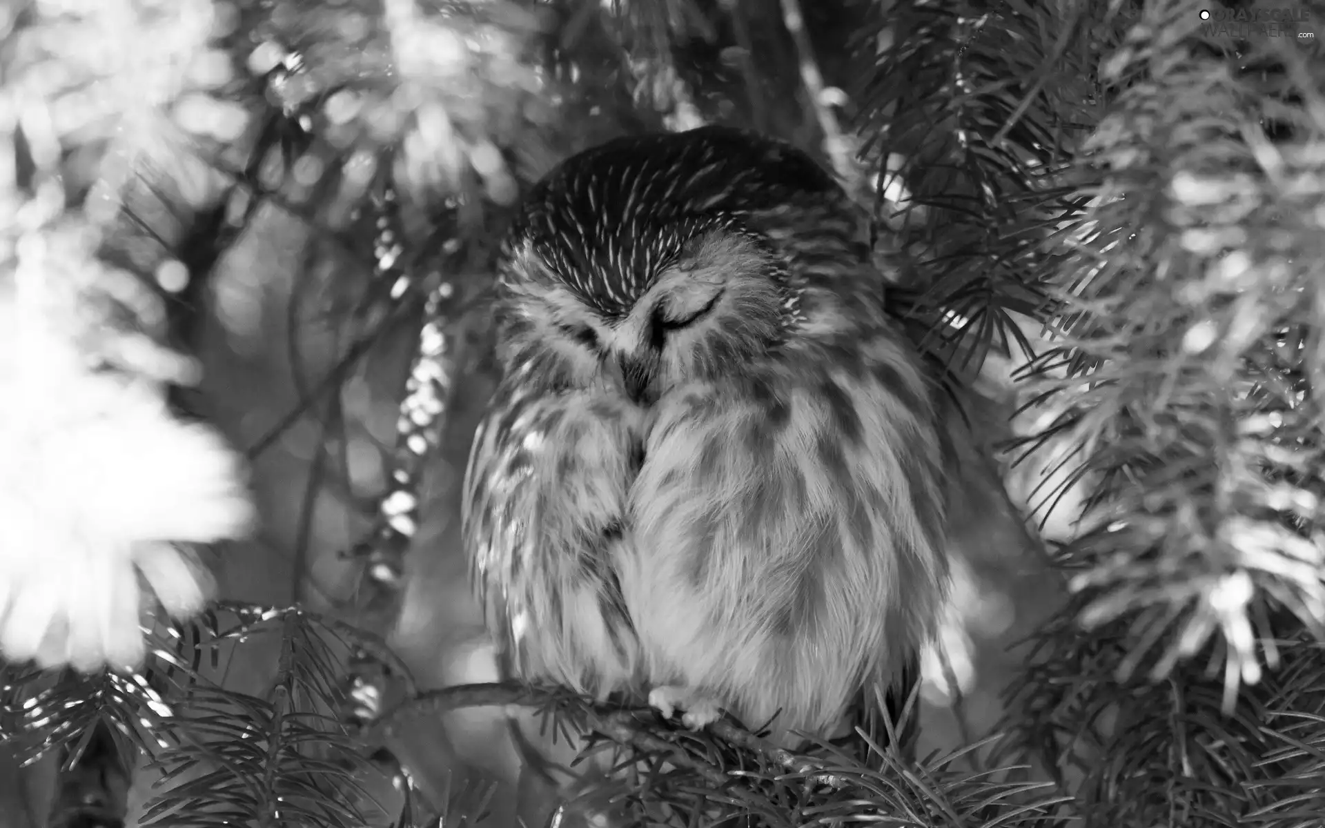 trees, the sleeping, owl