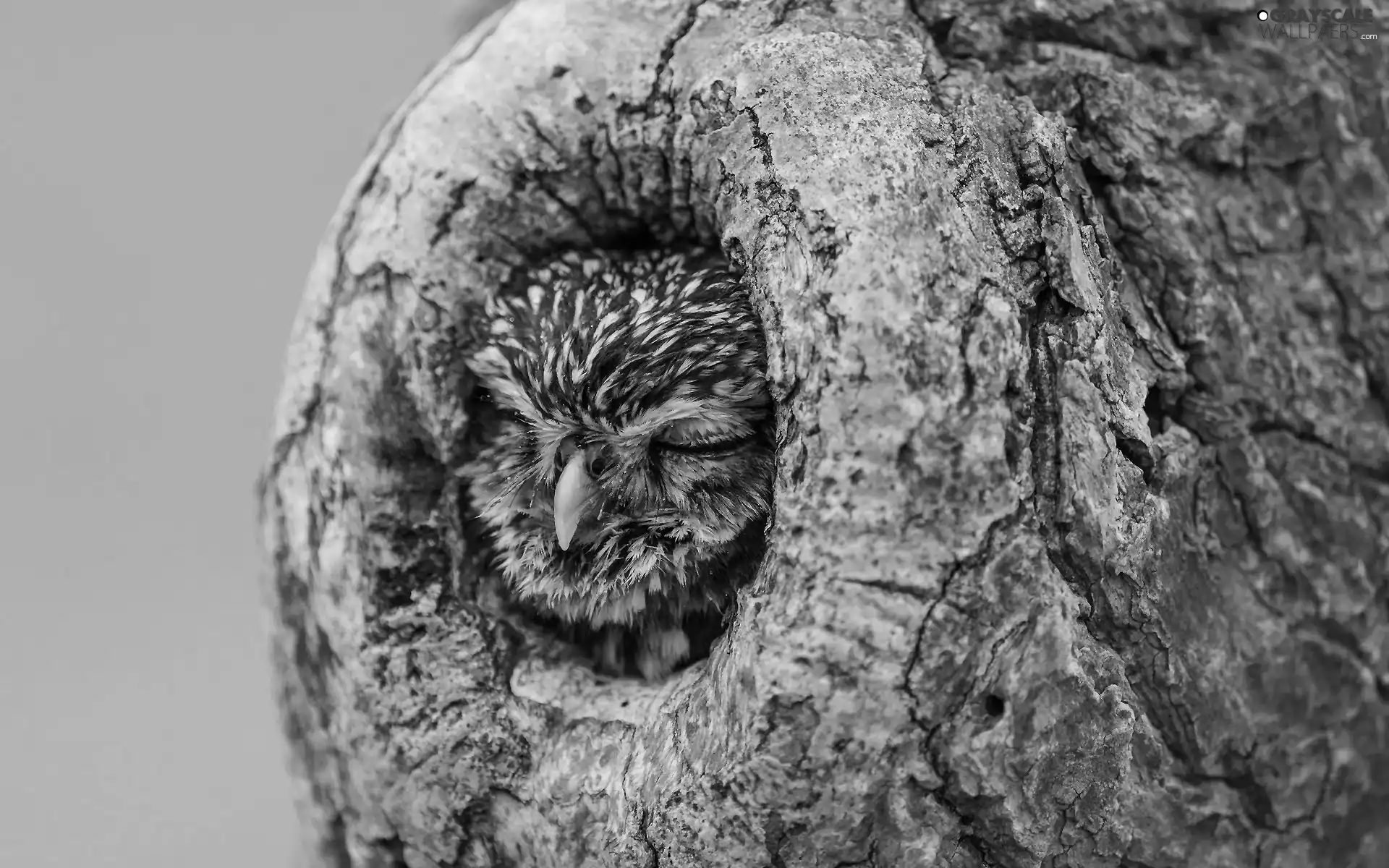 owl, hollow, trees