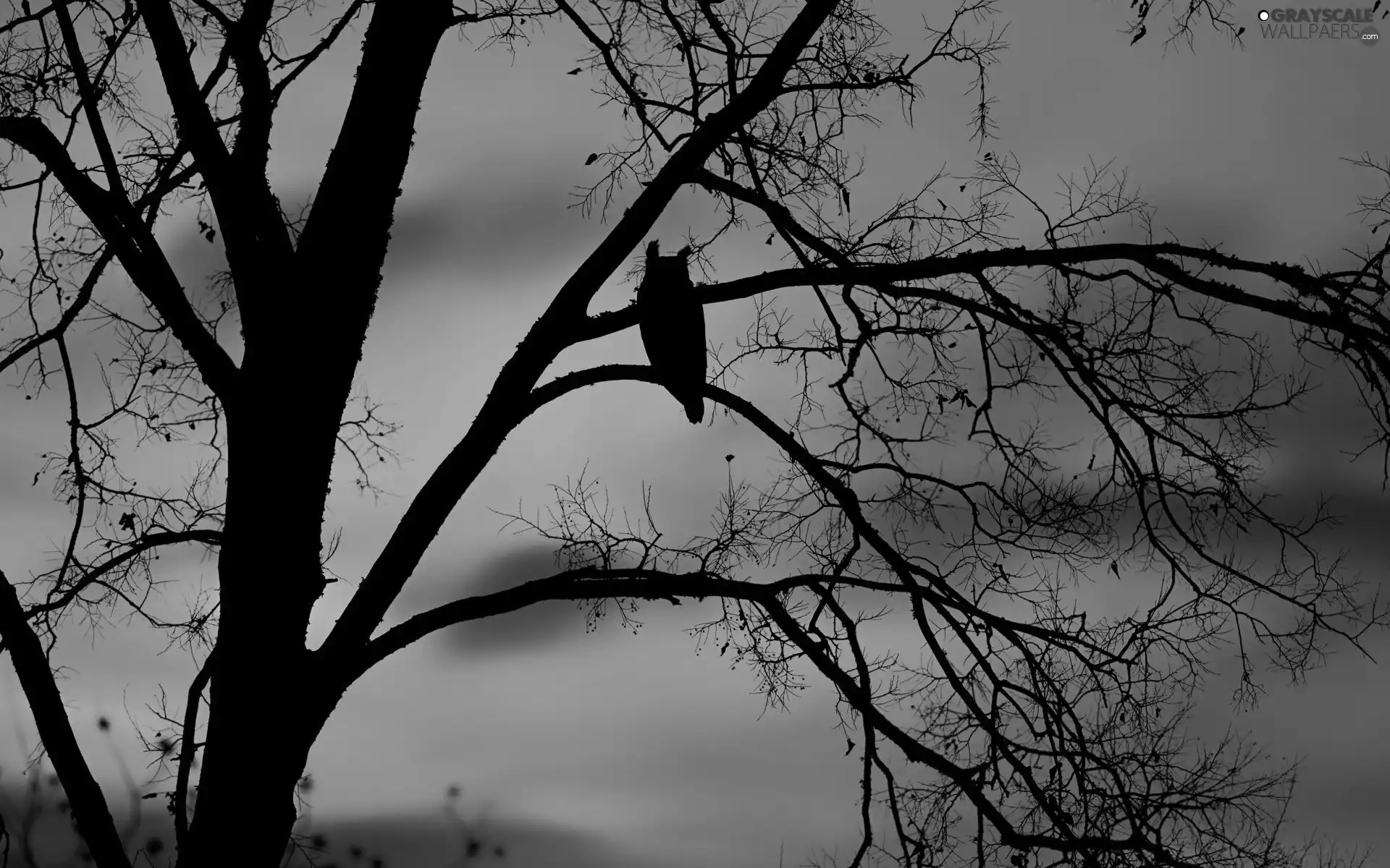 west, trees, owl, sun