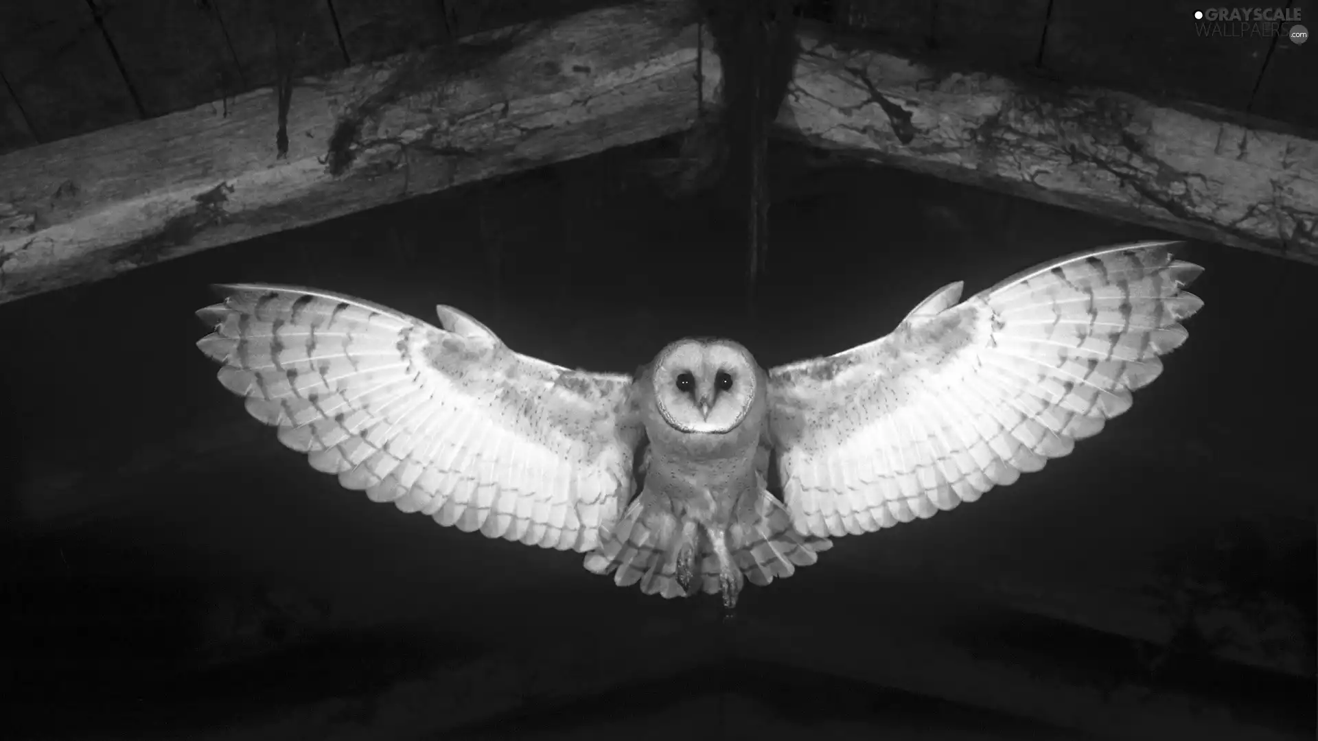owl, stretched, wings