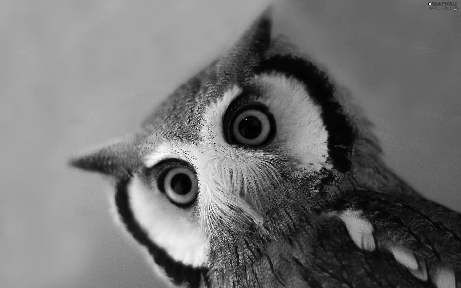 young, owl