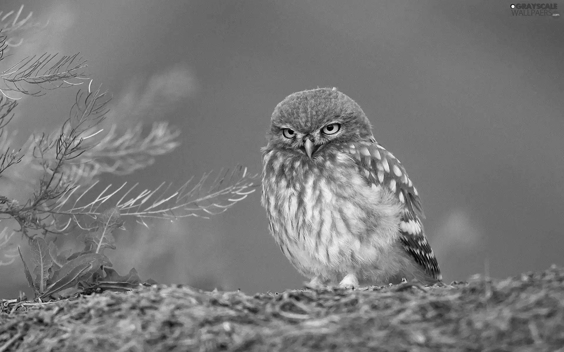 owl, Little Owl