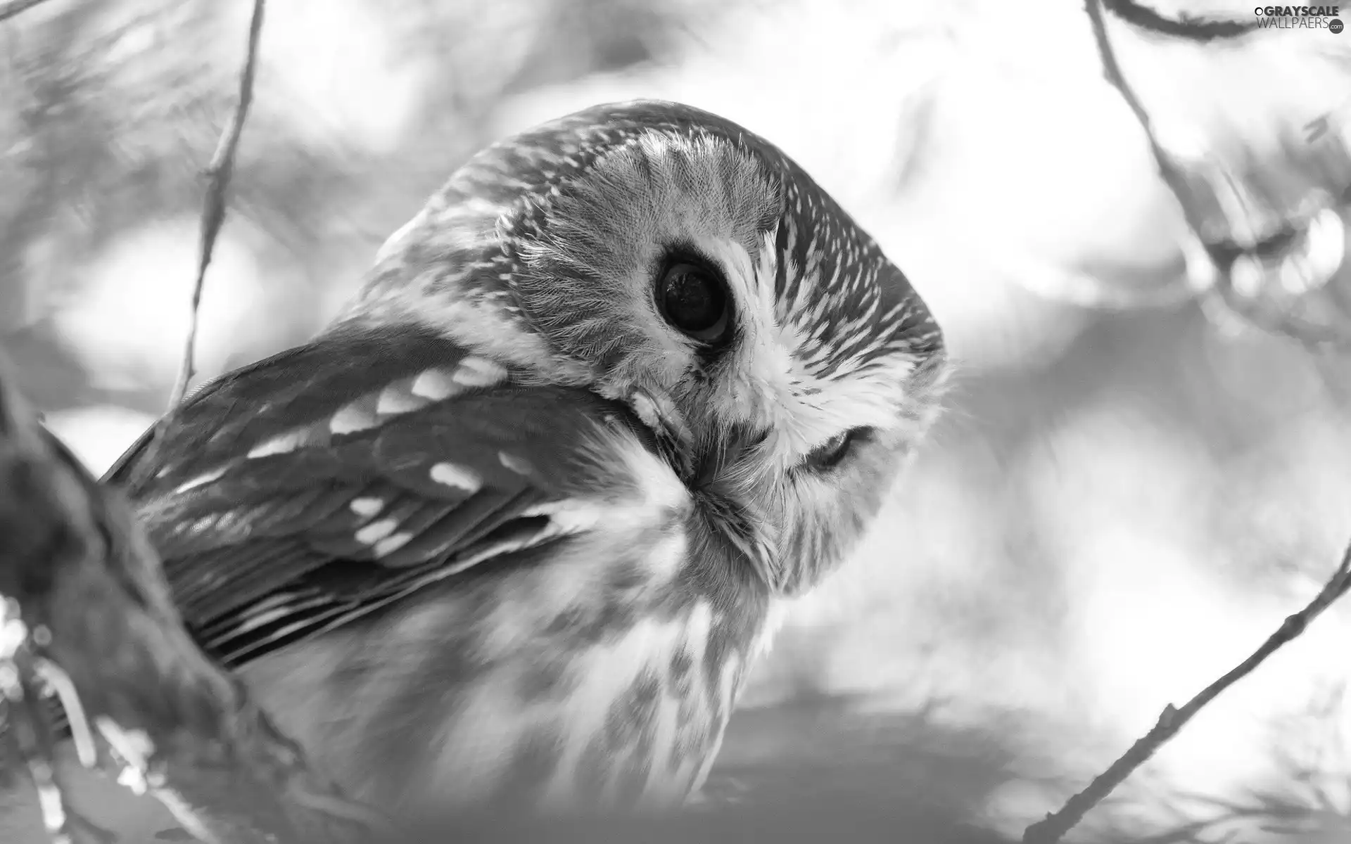 owl