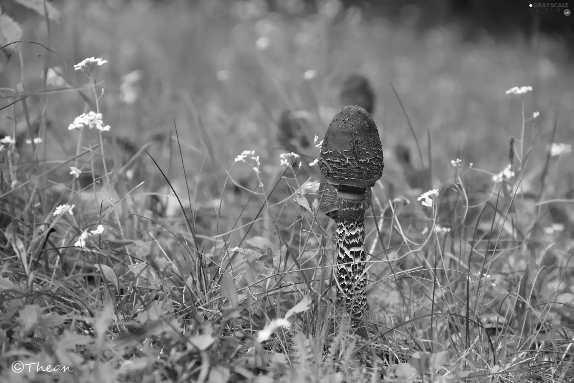 Owls, grass, Cana, mushrooms, young