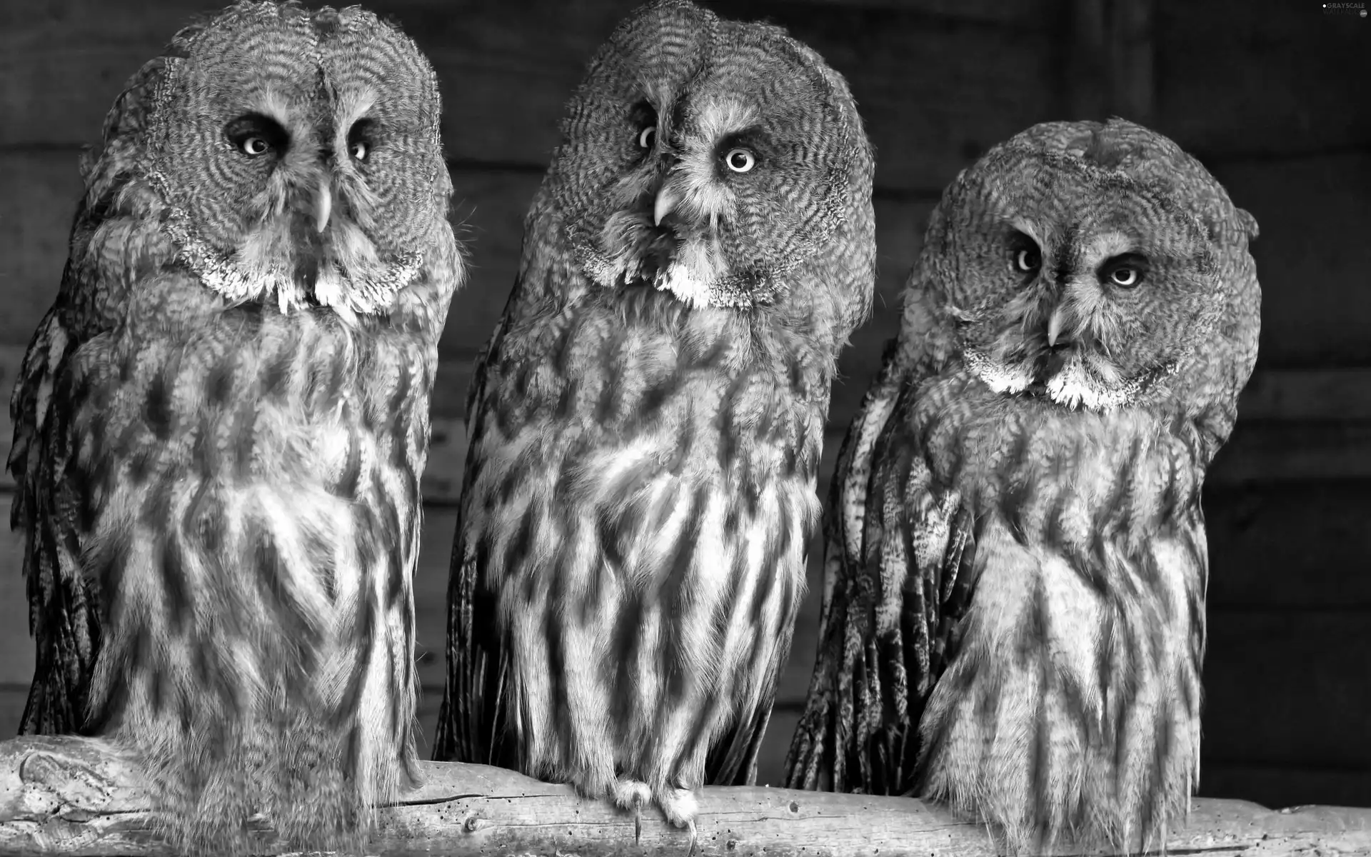 Three, owls of moss