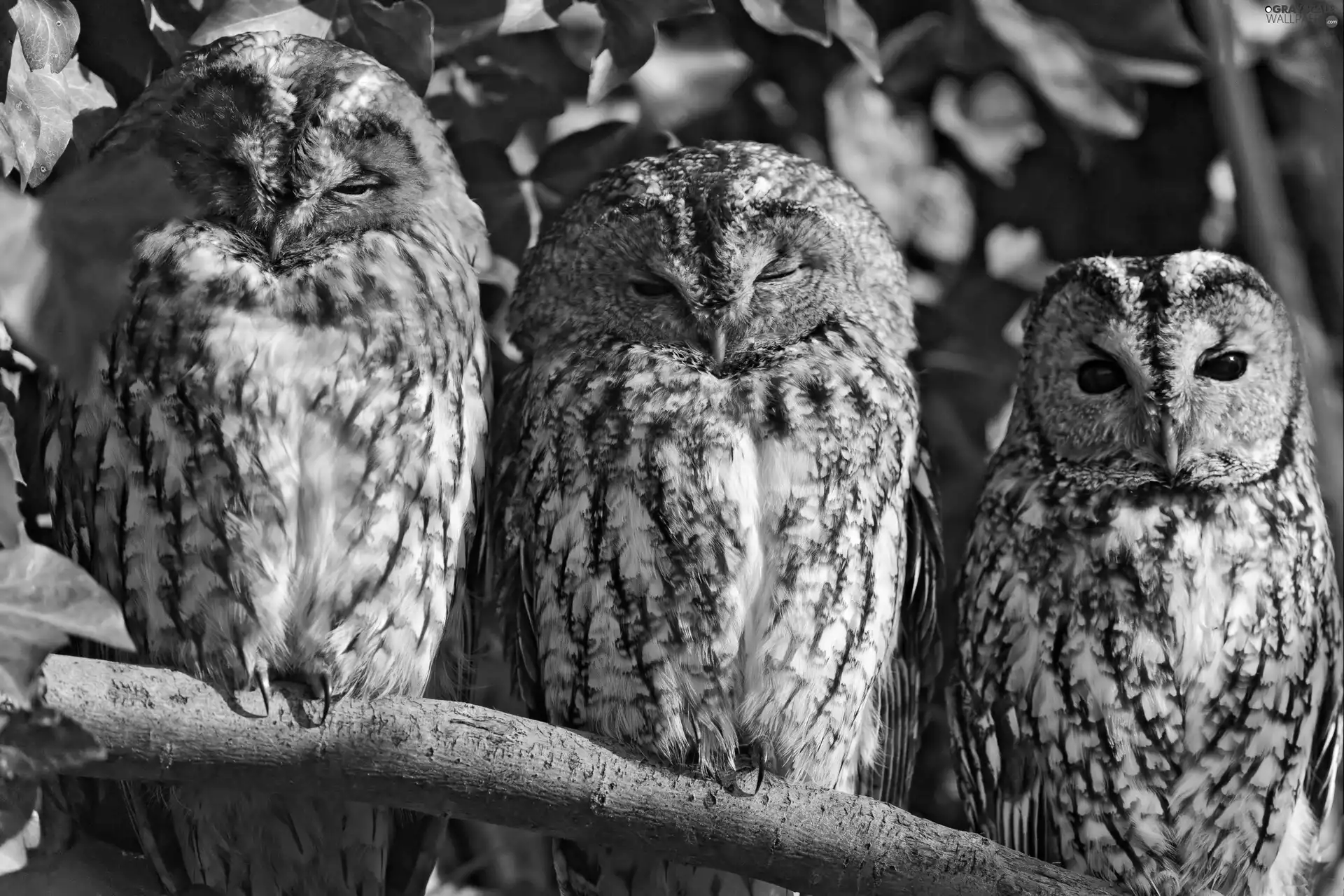 Owls, branch, Three