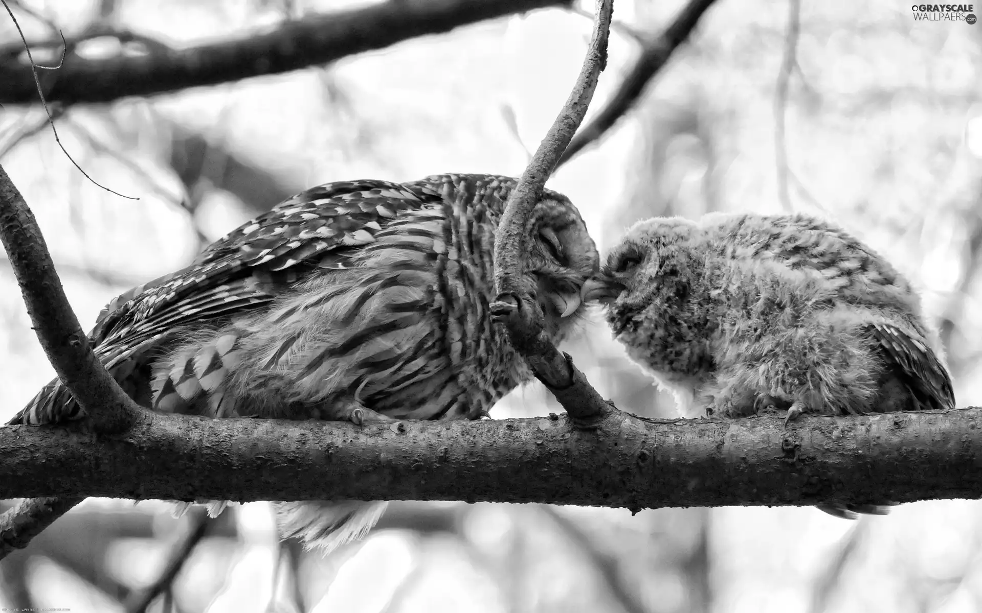 Two, Owls