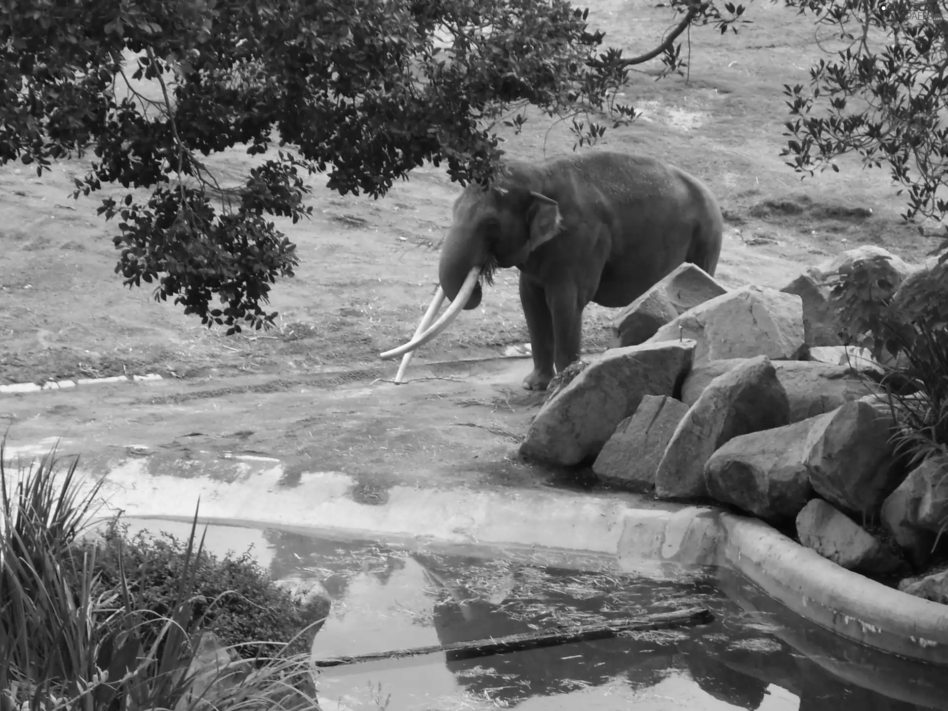 paddling, Elephant, Stones