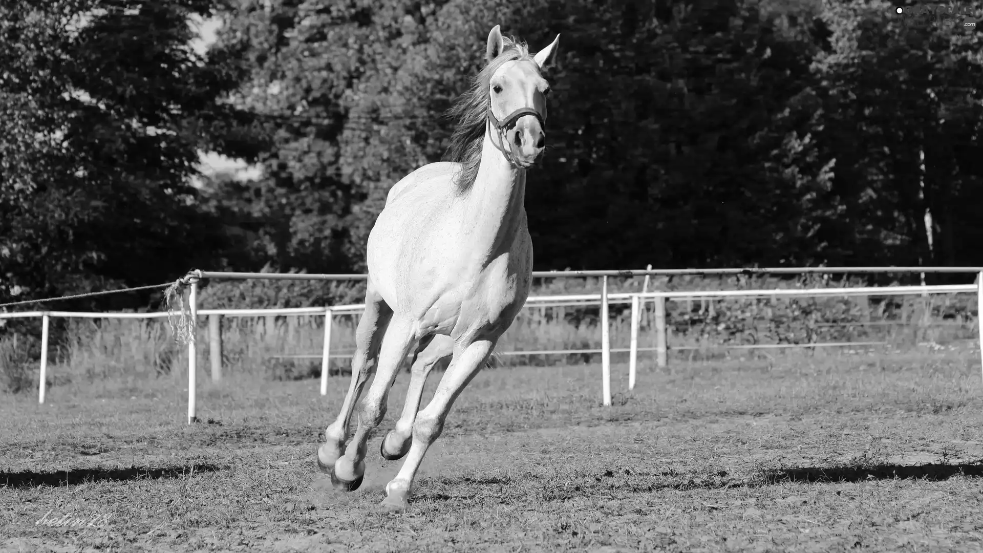 paddock, gallop, Mare, gray, Horse