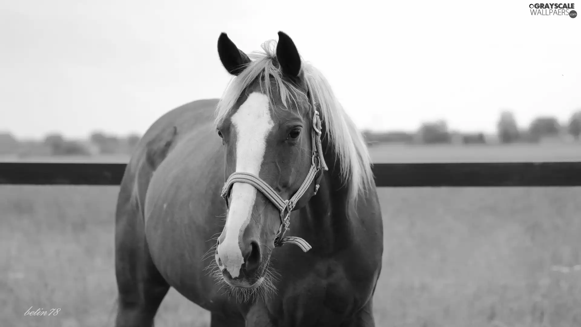 Horse, chestnut, paddock, Mare