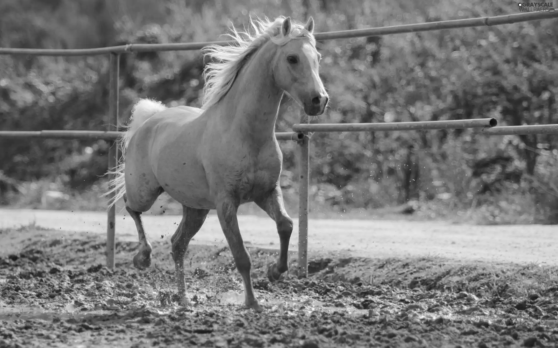 paddock, Horse, palomino