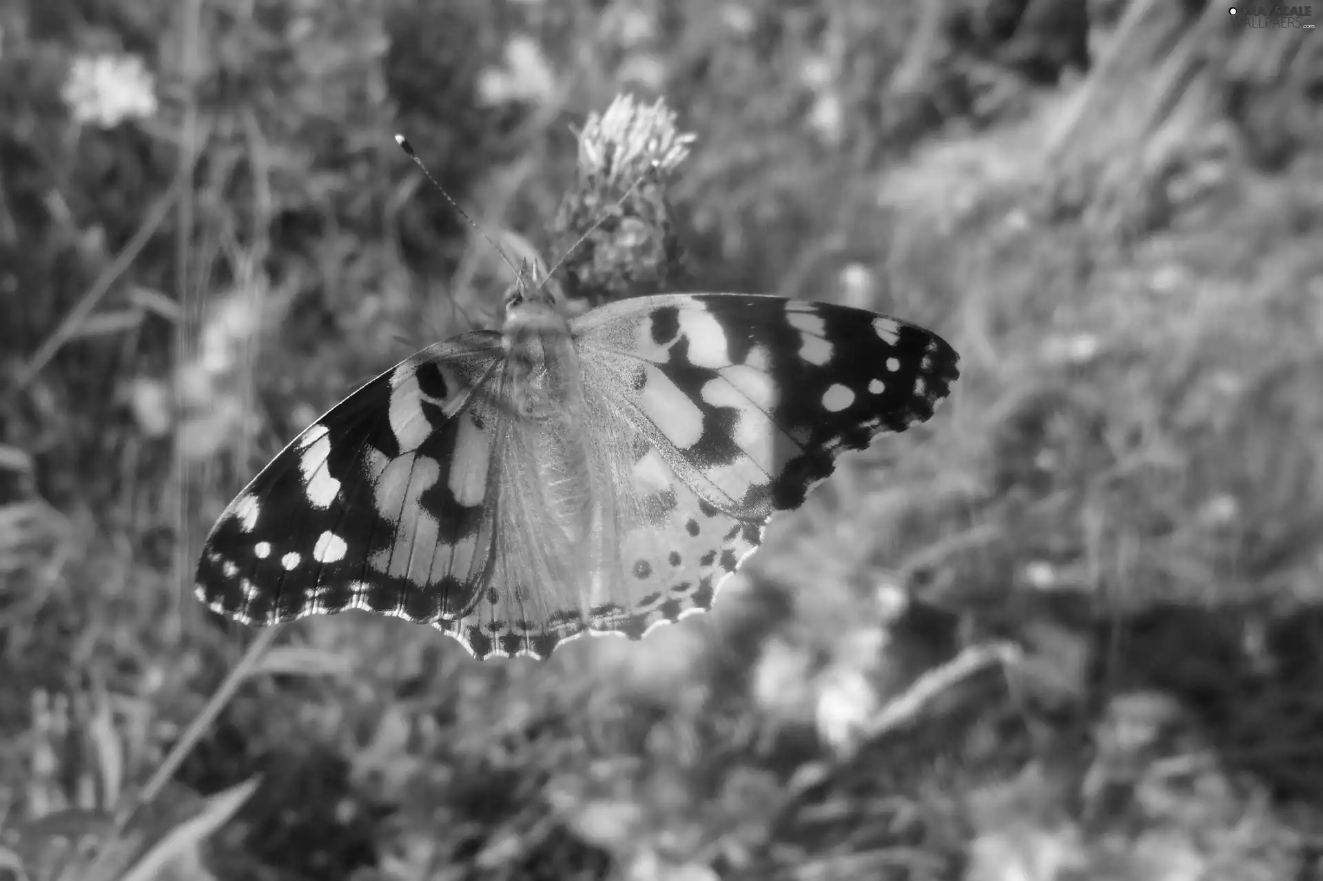 Painted Lady, butterfly