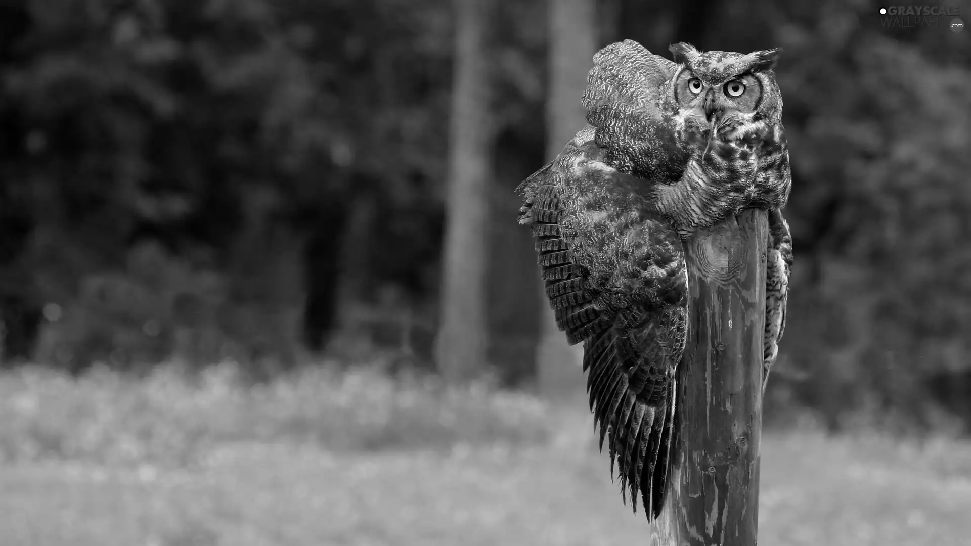 pal, eagle-owl, wooden