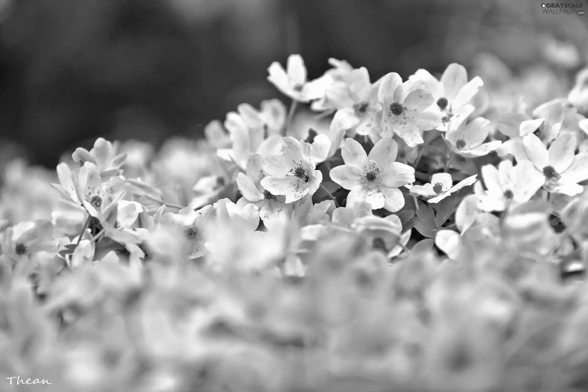 pale pink, Anemones
