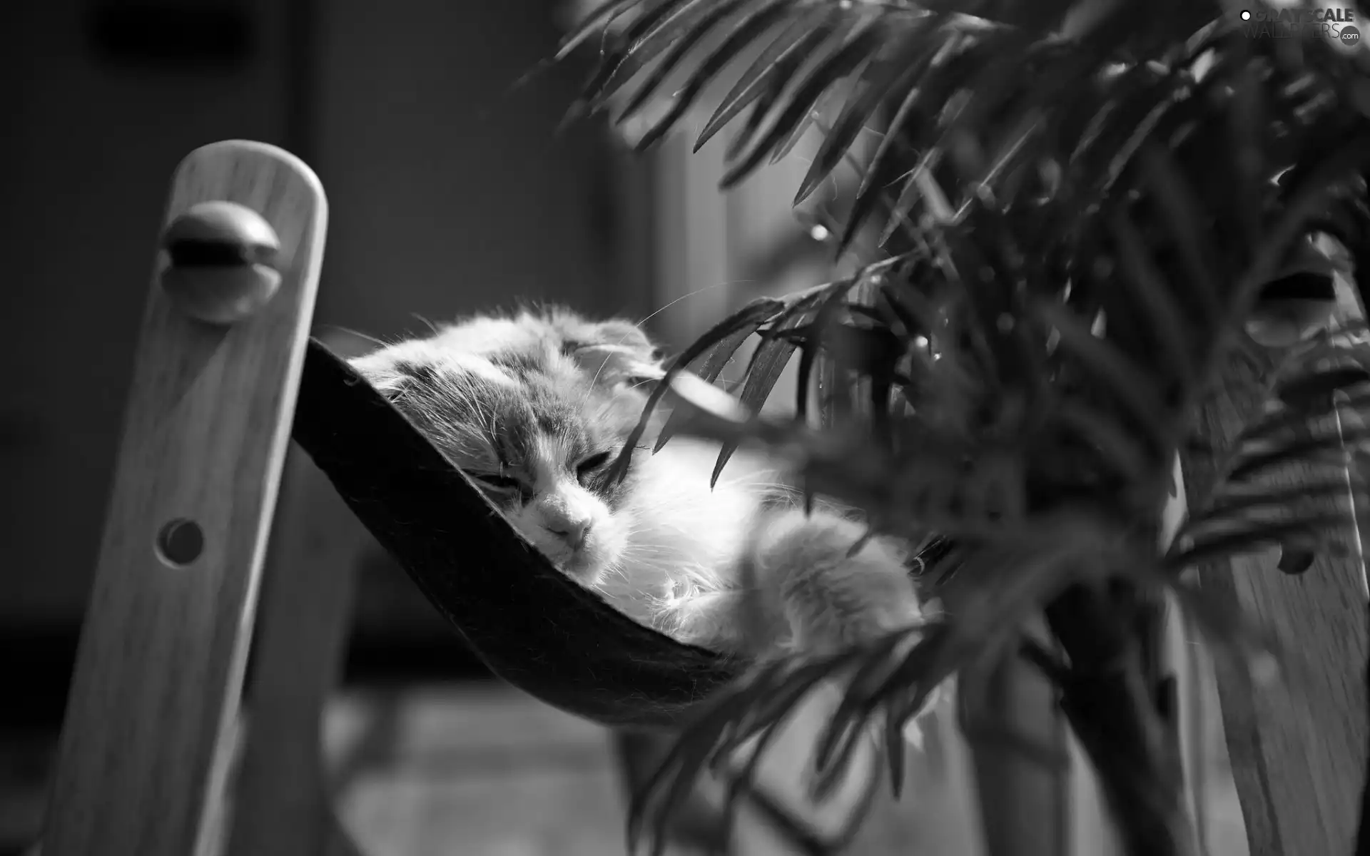 sleepy, Hammock, Palm, kitten