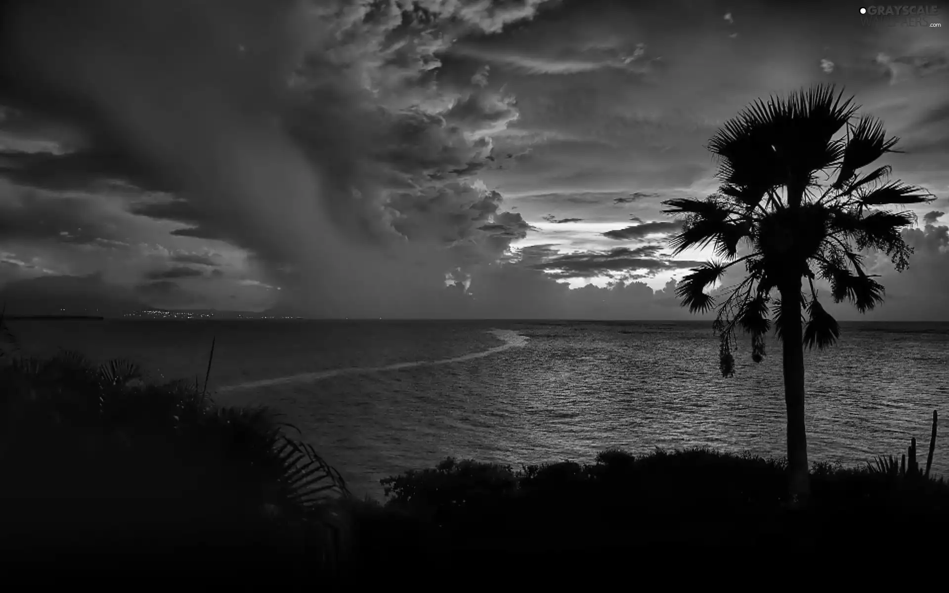 Great Sunsets, sea, Palm, clouds