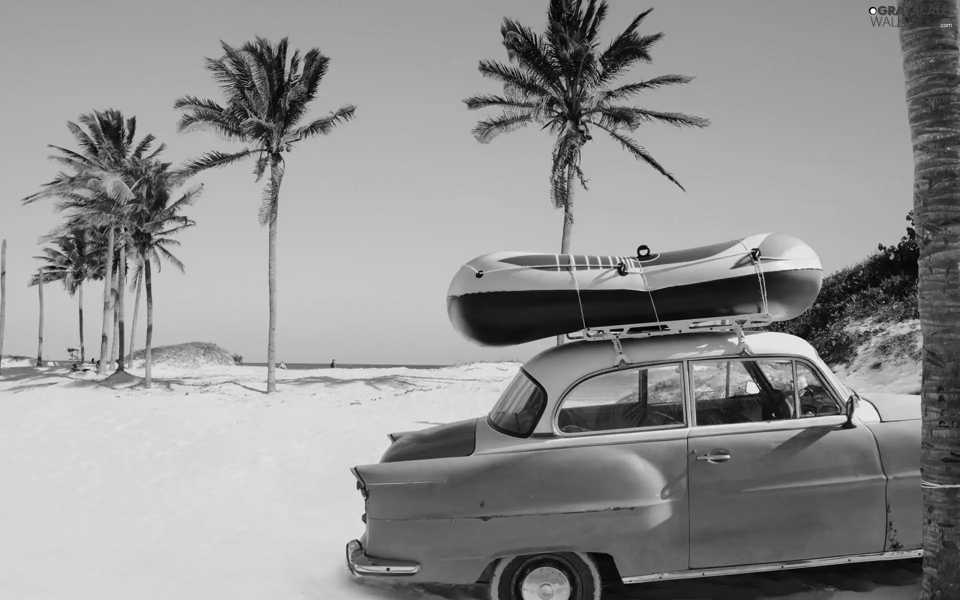 Palms, Beaches, Automobile