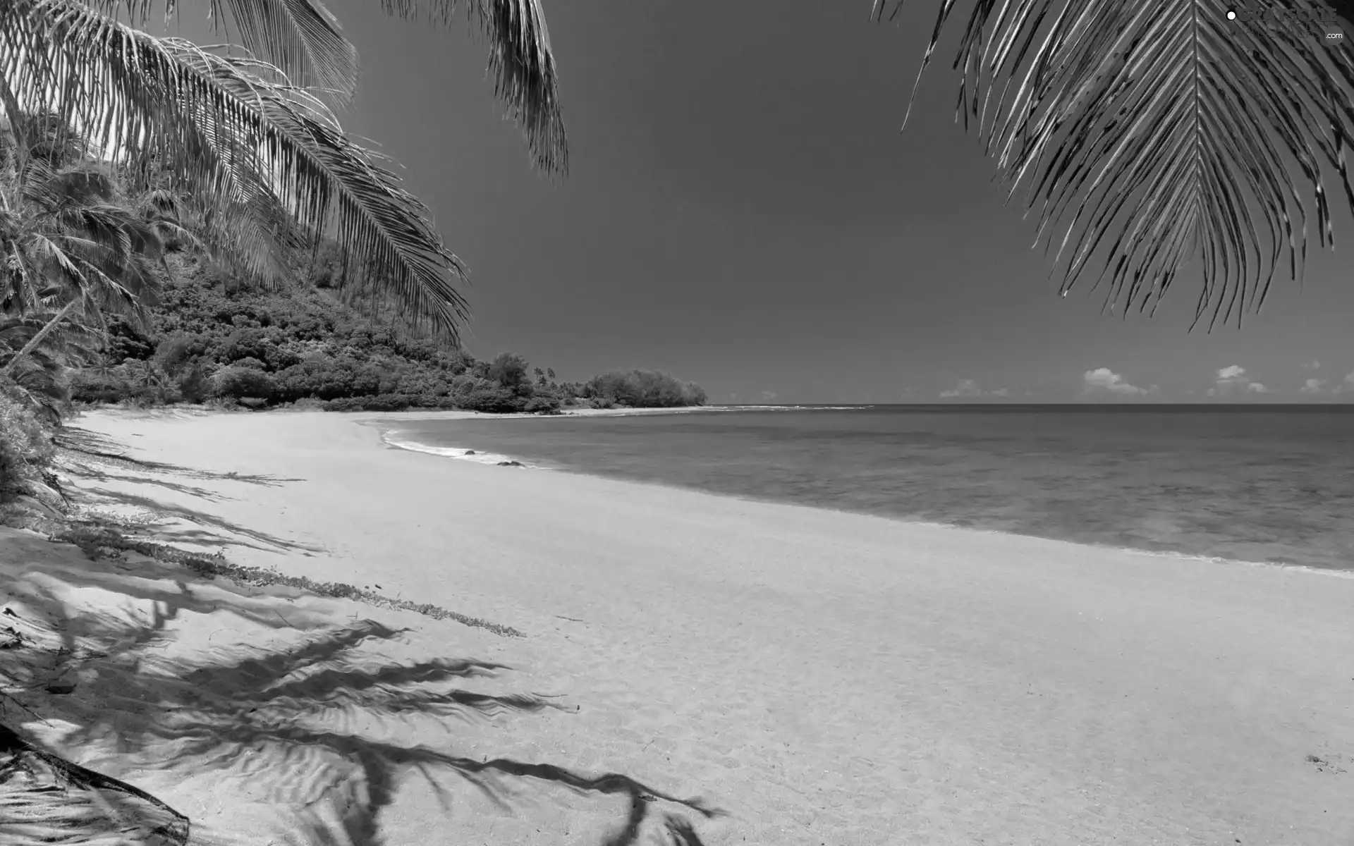 Beaches, Leaf, Palms, Sand