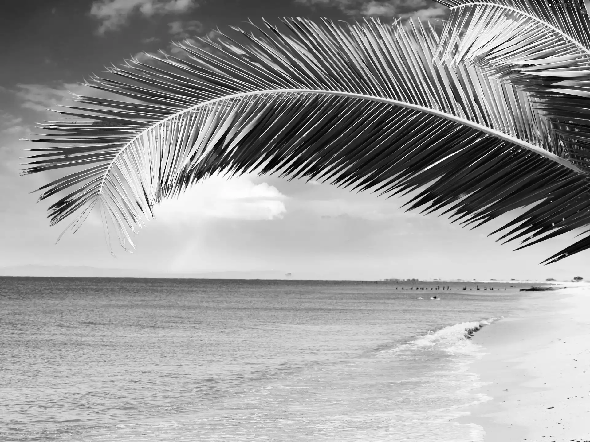 Beaches, leaf, Palms, sea