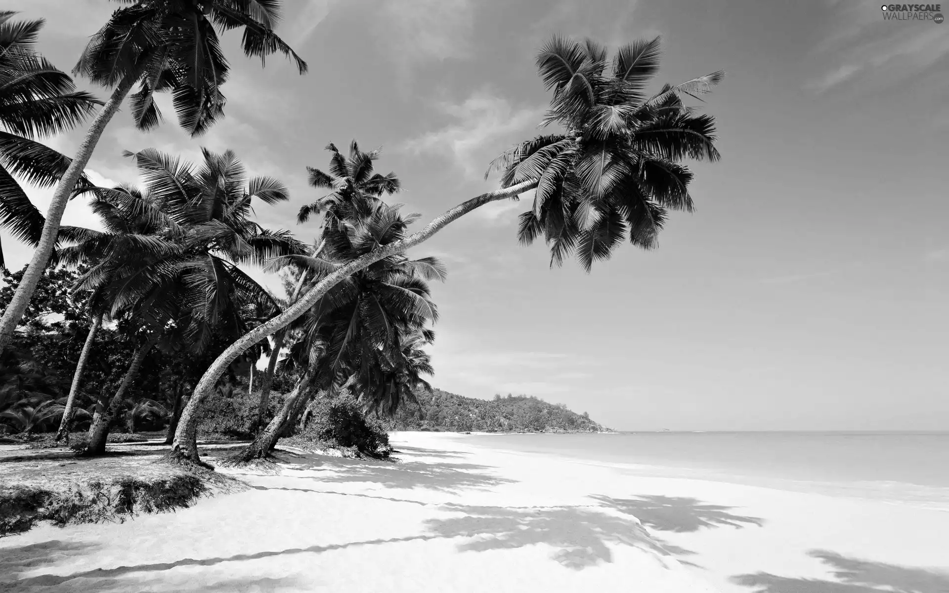 Palms, sea, Beaches