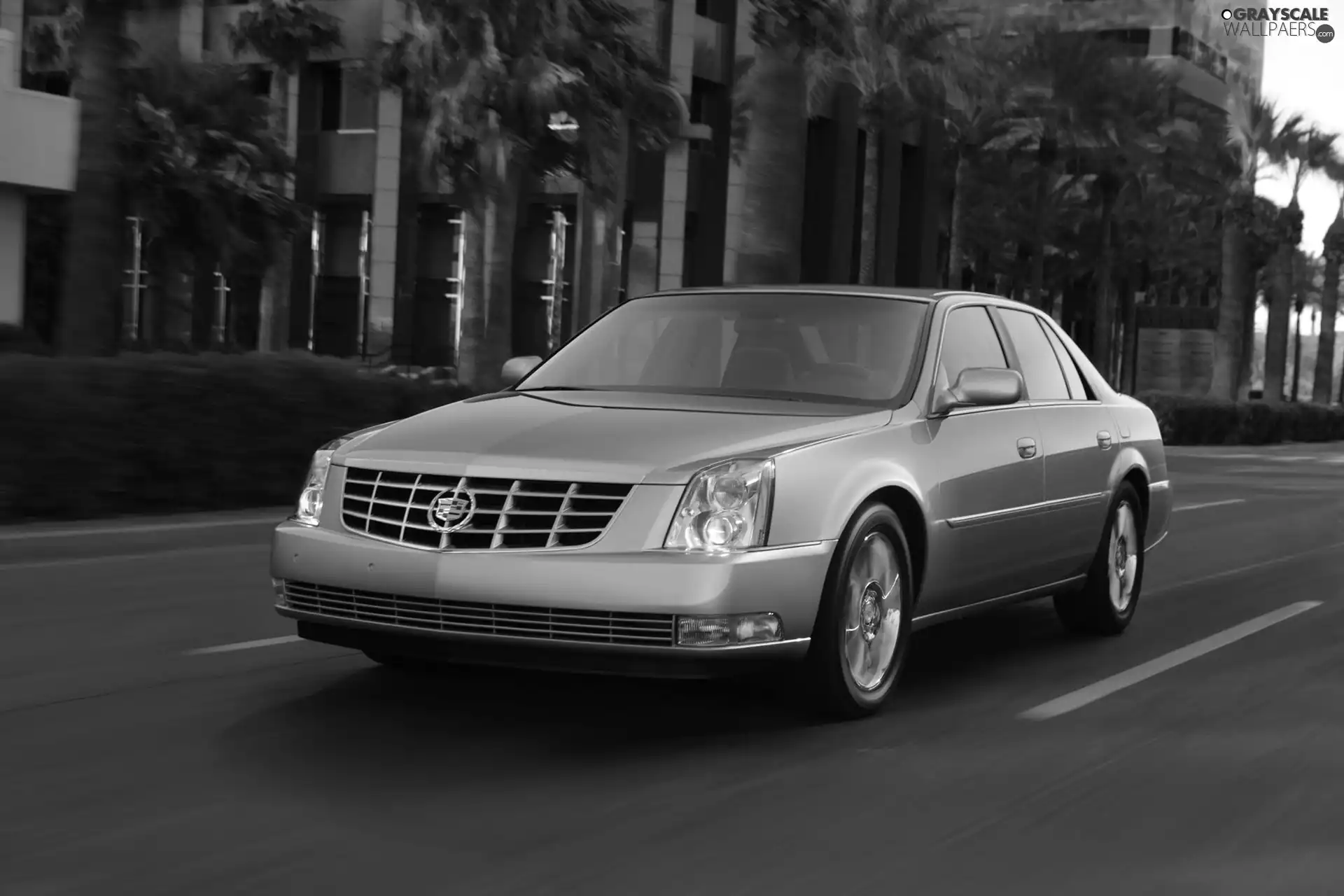 Way, Cadillac DTS, Palms