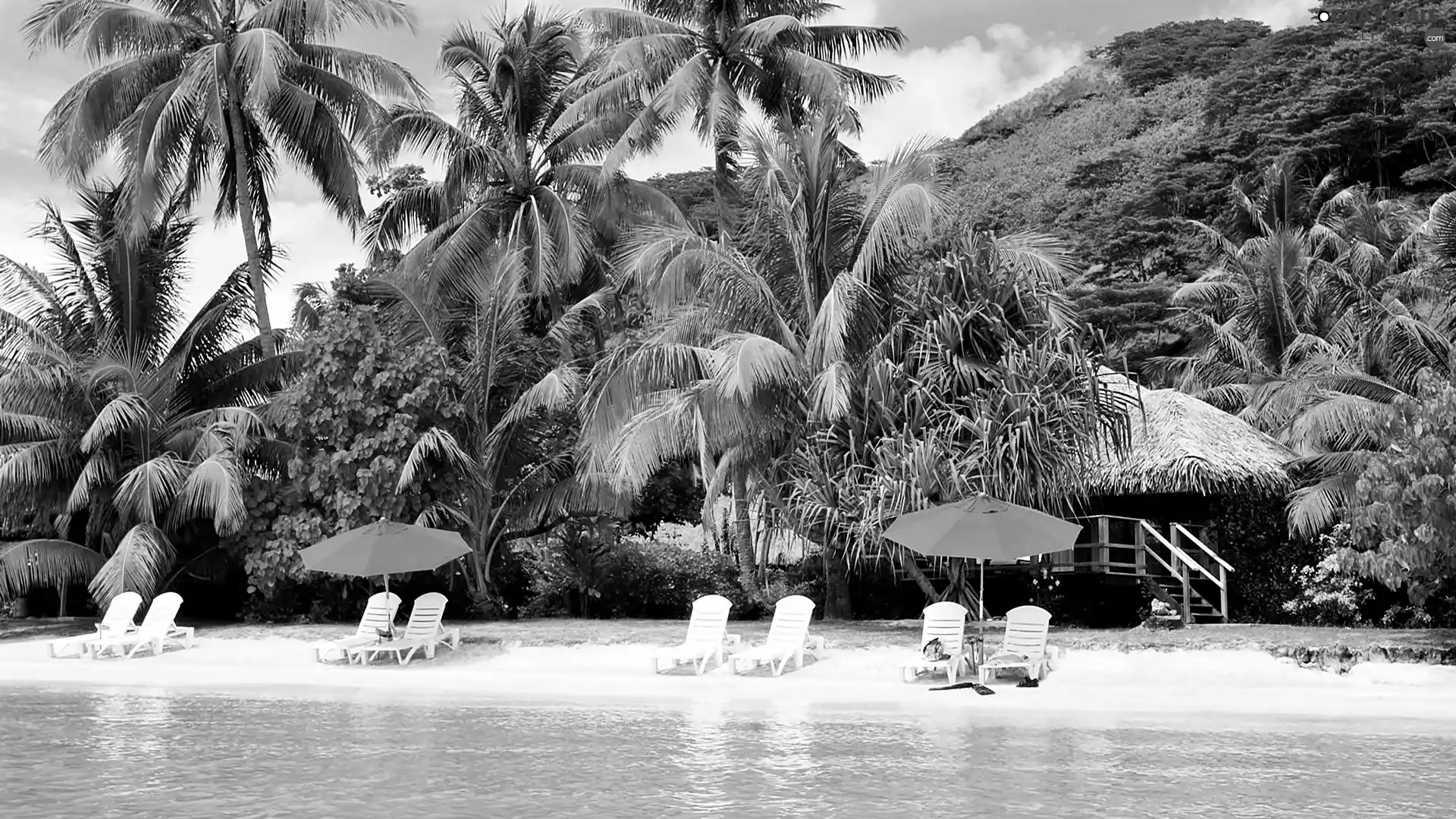 deck chair, holiday, Home, Palms, Beaches