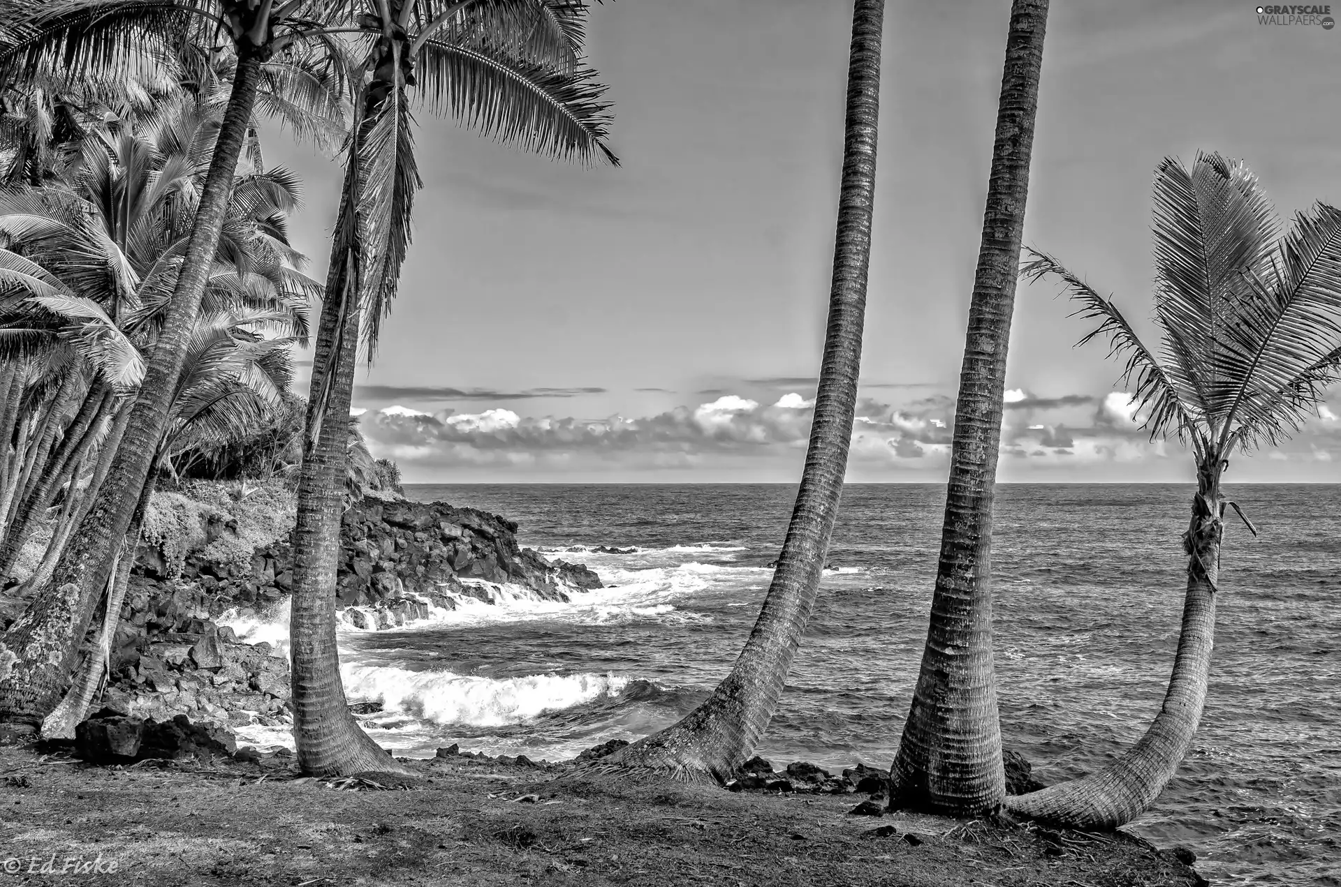 Palms, sea, coast