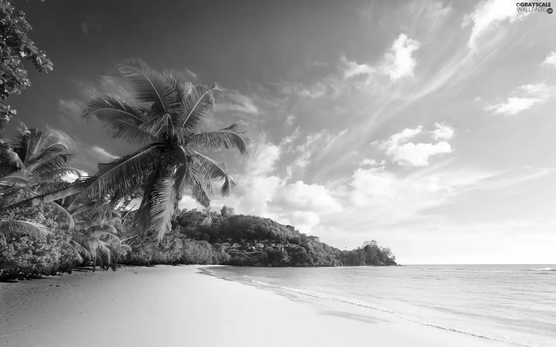 Palms, sea, coast