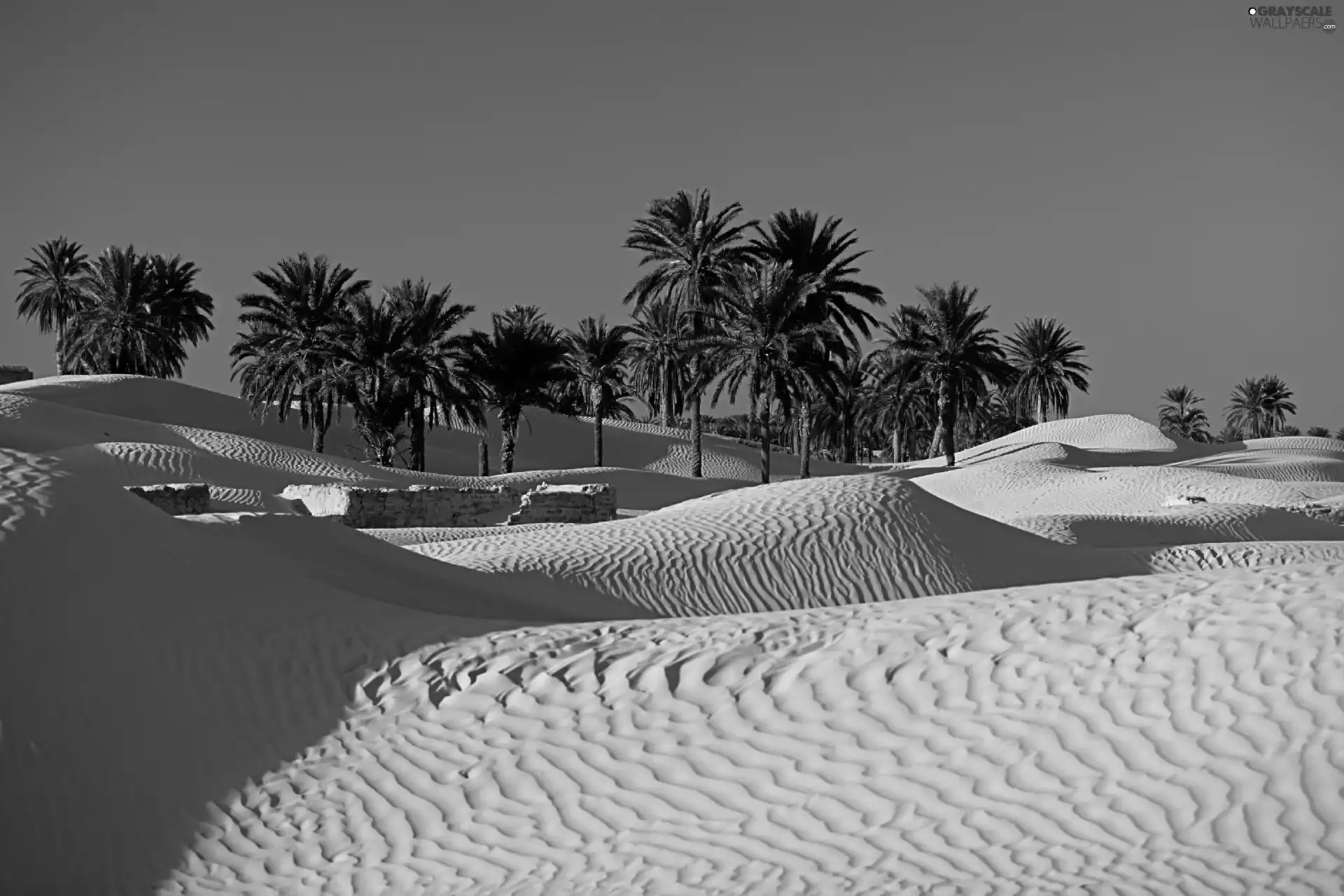 Desert, Palms