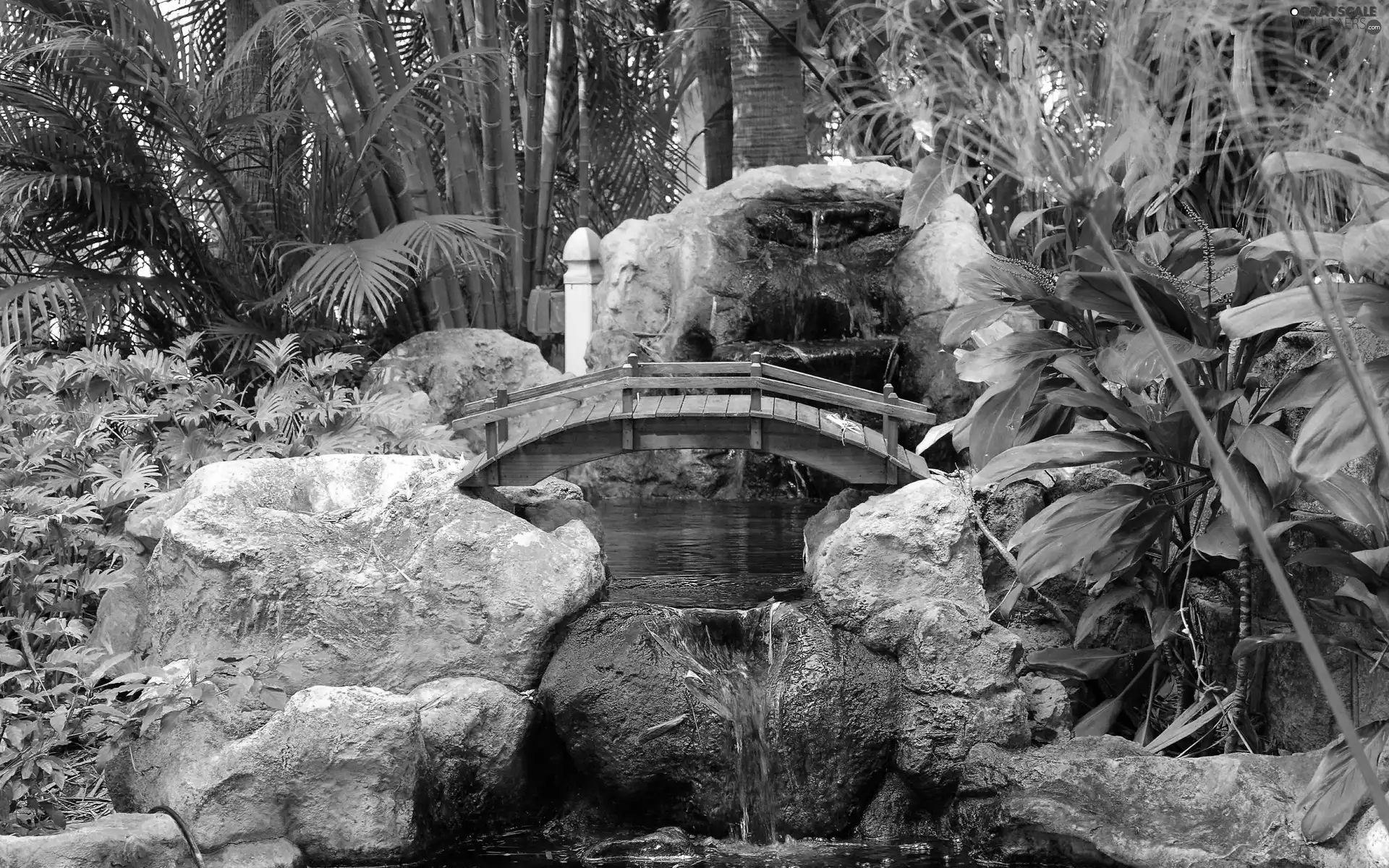 bridges, Park, Palms, Flowers, rocks, brook