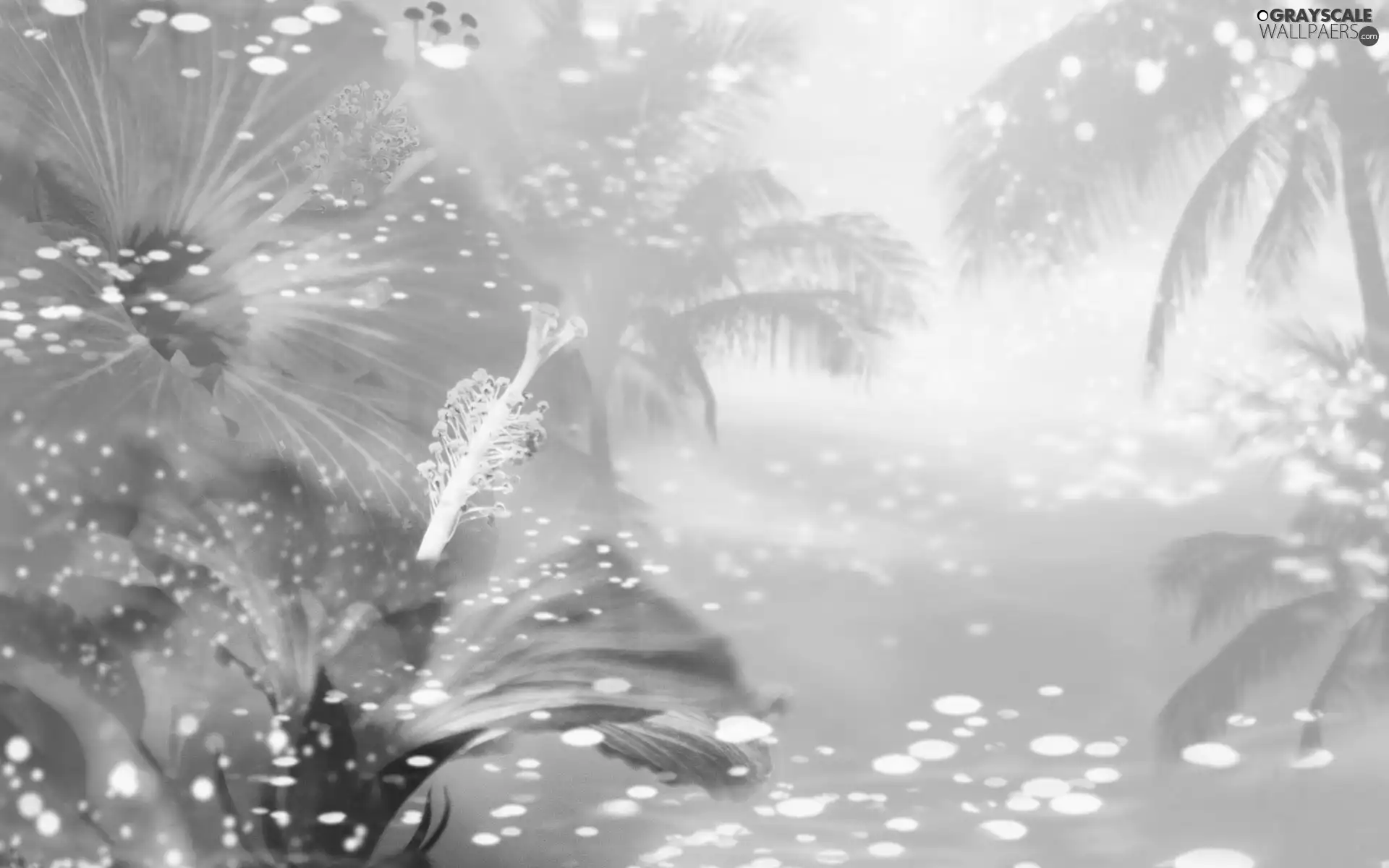 hibiskus, Palms