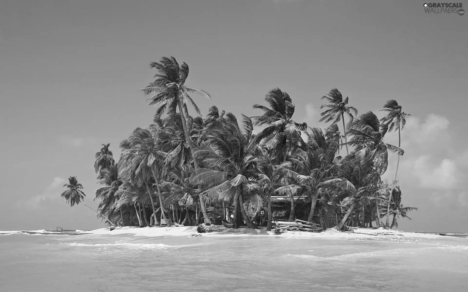 Palms, small, Islet